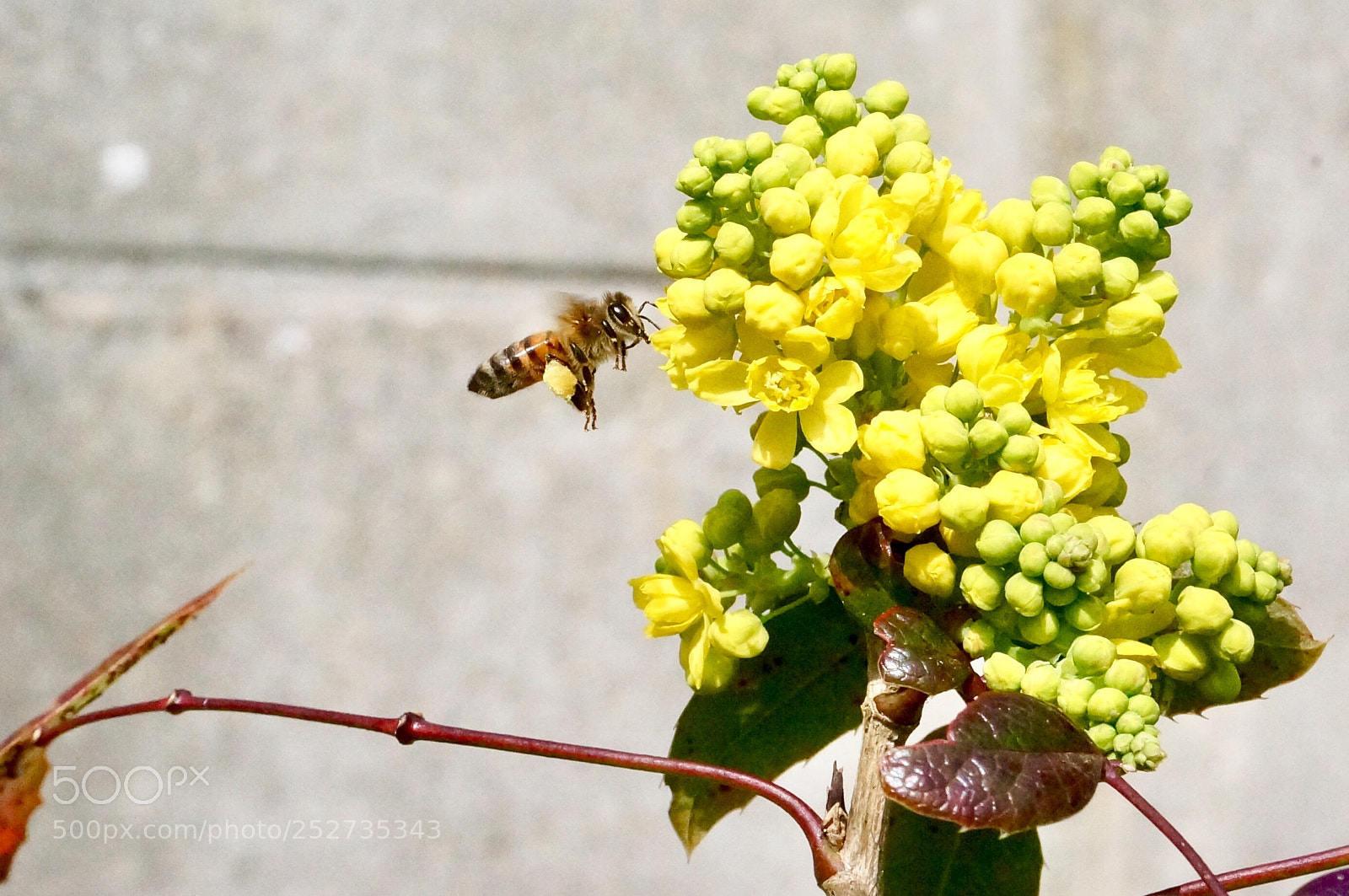 Sony Alpha NEX-5N sample photo. Bee at work photography
