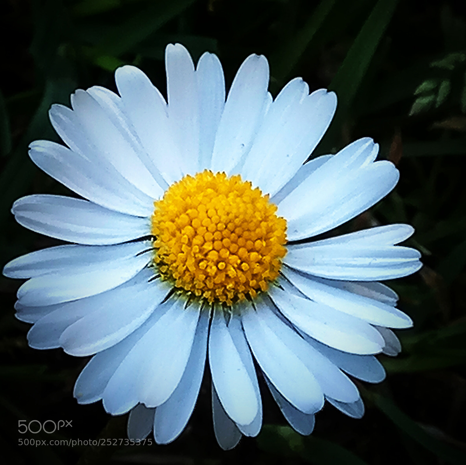 Xiaomi Redmi Note 4 sample photo. Margherita a modo mio photography