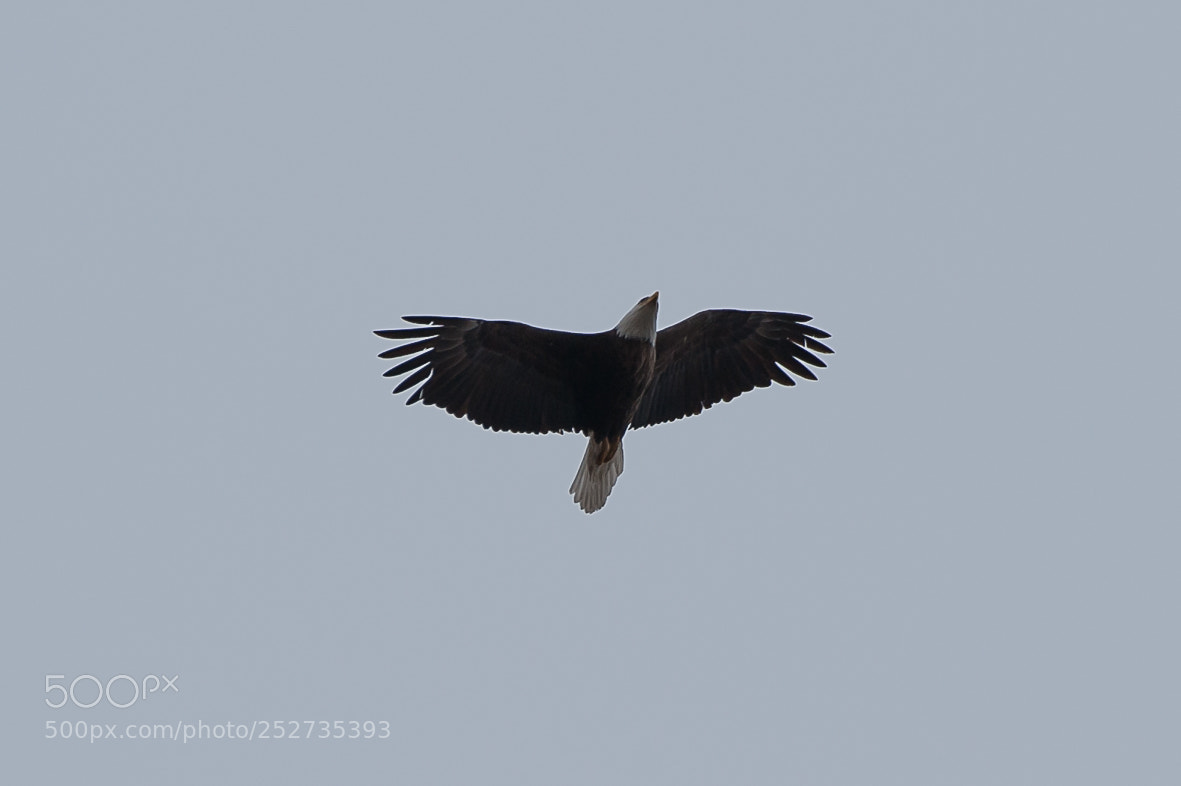 Nikon D700 sample photo. Eagle photography