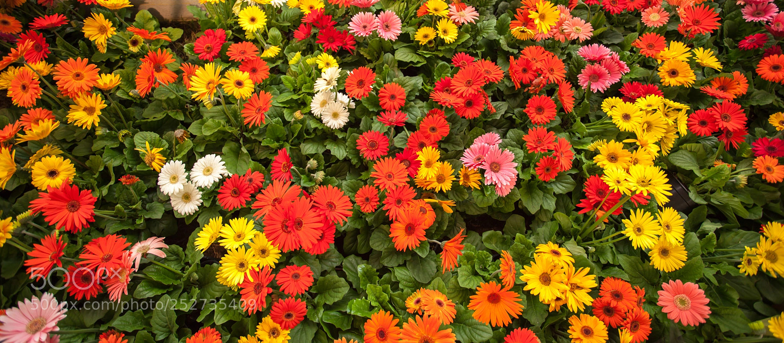 Canon EOS 5D Mark II sample photo. A colorful combination... photography