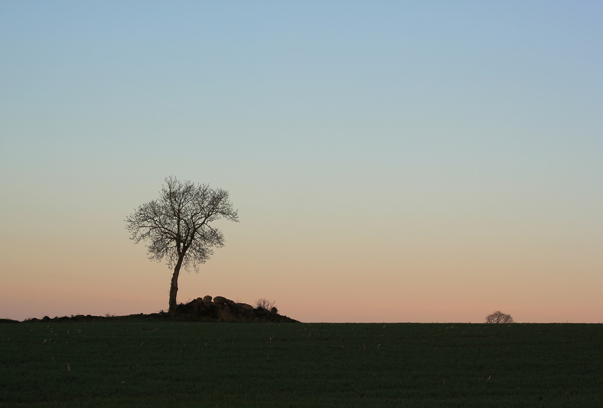 Canon EOS 550D (EOS Rebel T2i / EOS Kiss X4) + Canon EF 50mm F1.8 STM sample photo. Morning tree photography