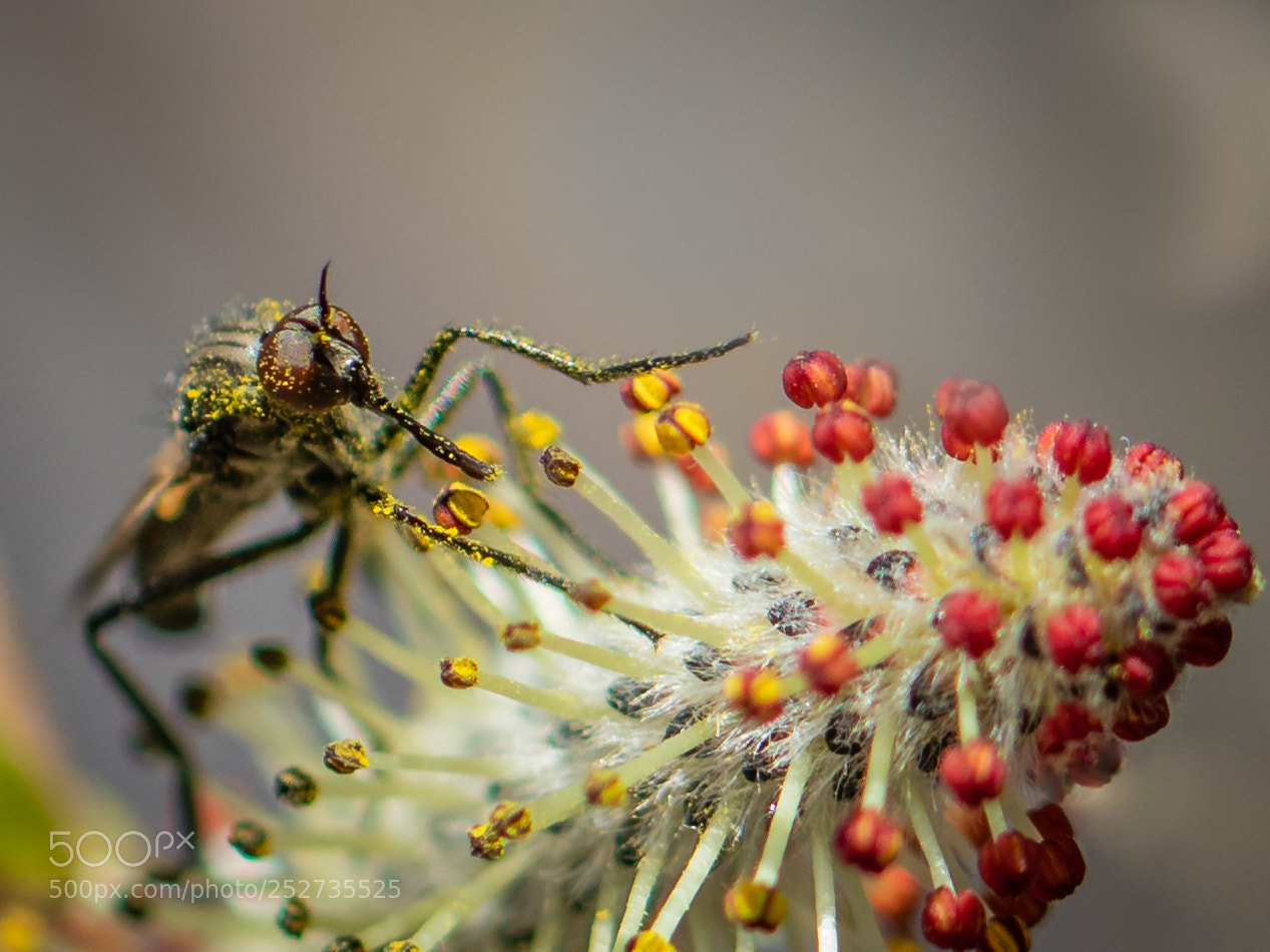 Canon EOS 80D sample photo. Skorpion fly - skorpionfliege photography