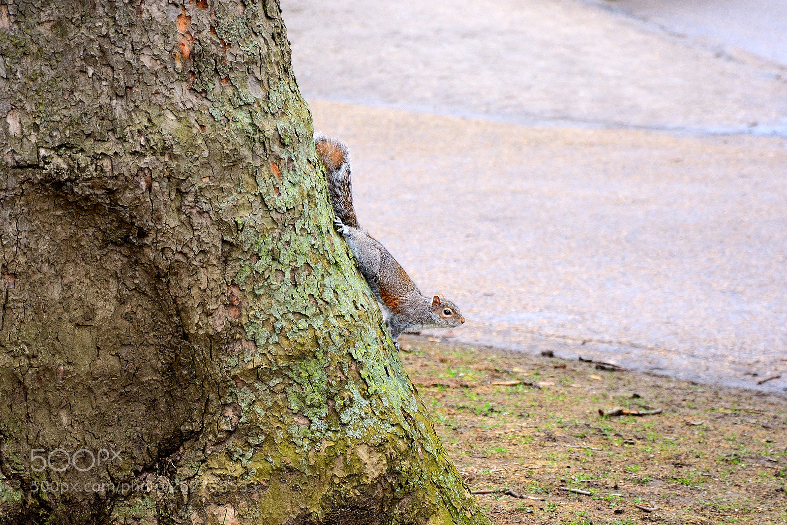 Nikon D7100 sample photo. Squirrel craving for peanuts photography