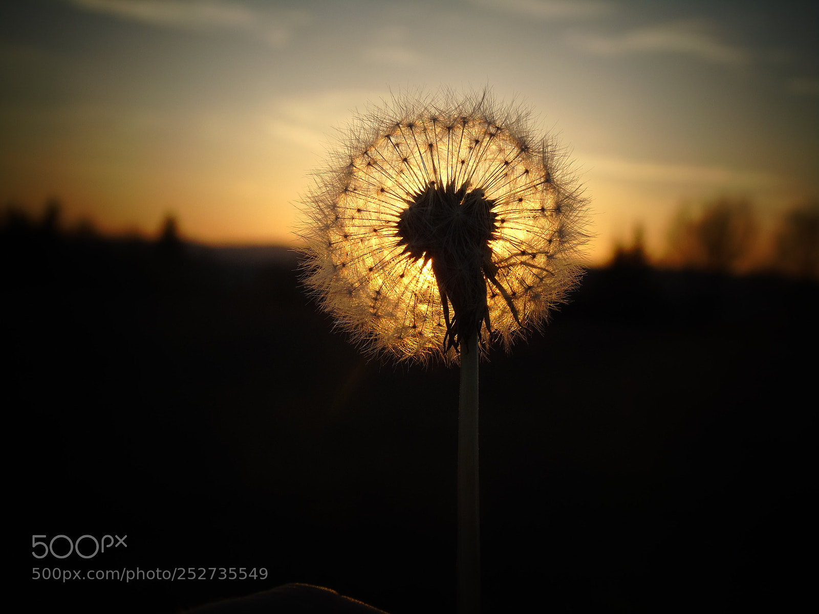 Sony Cyber-shot DSC-H400 sample photo. Comme un soleil photography