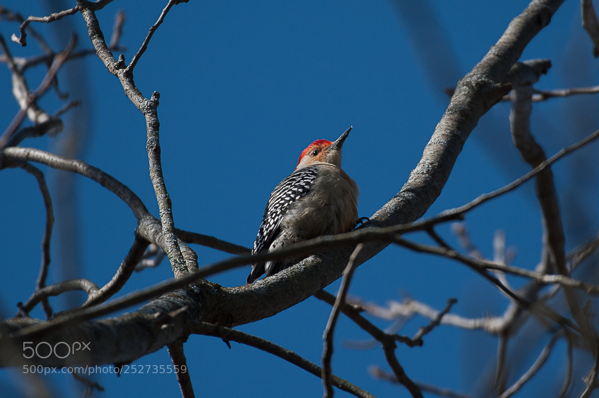 Nikon D700 sample photo. Red bellied woodpecker photography