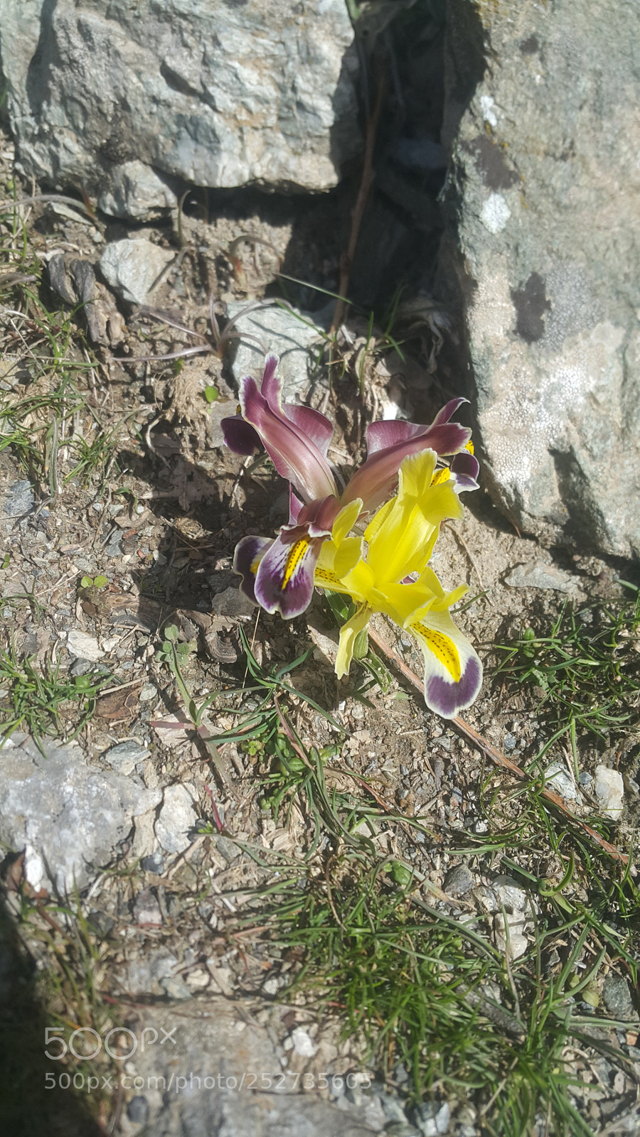 Samsung Galaxy Note4 sample photo. Untitled photography
