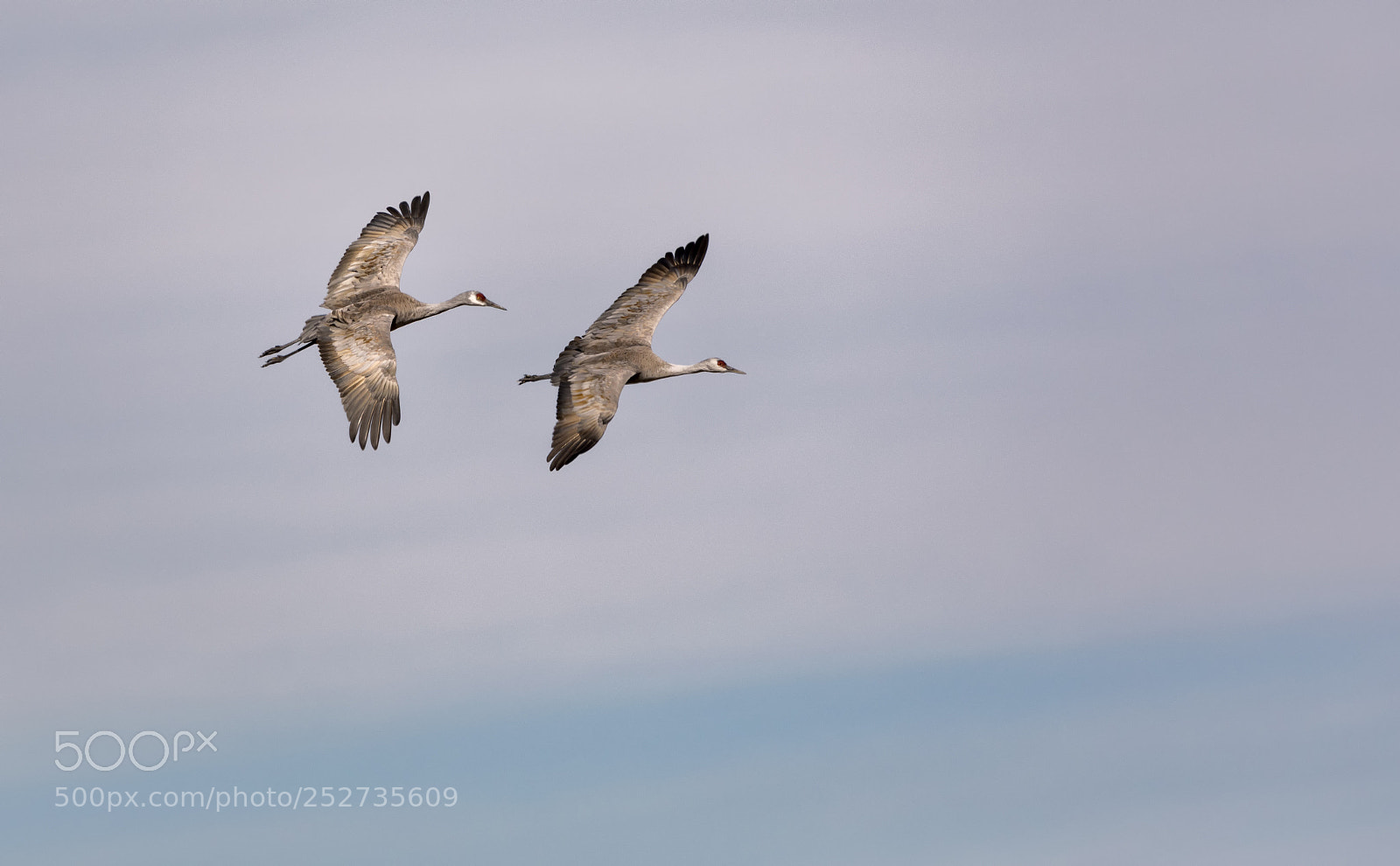 Canon EOS 5D Mark IV sample photo. Sandhill cranes photography