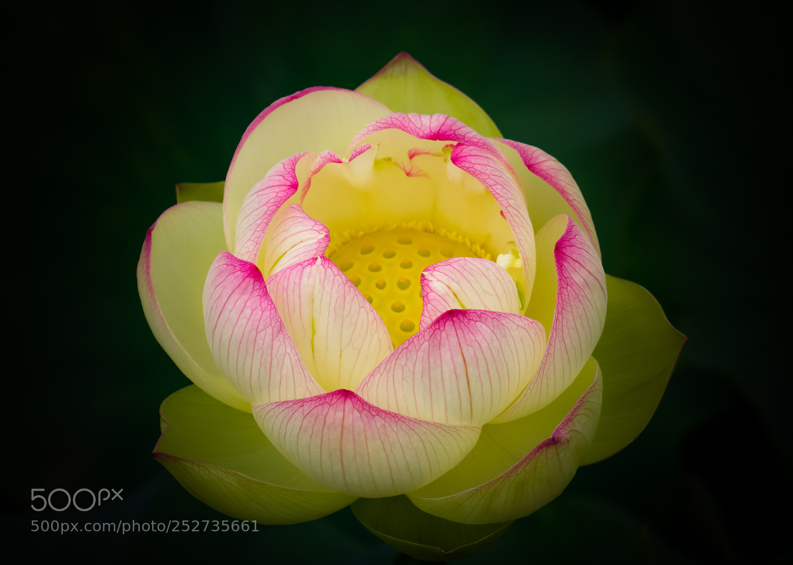 Sony a6000 sample photo. Elegance photography