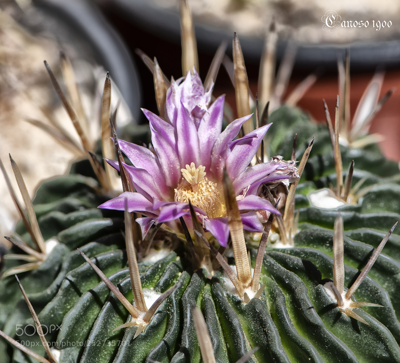 Nikon D810 sample photo. Cactus photography