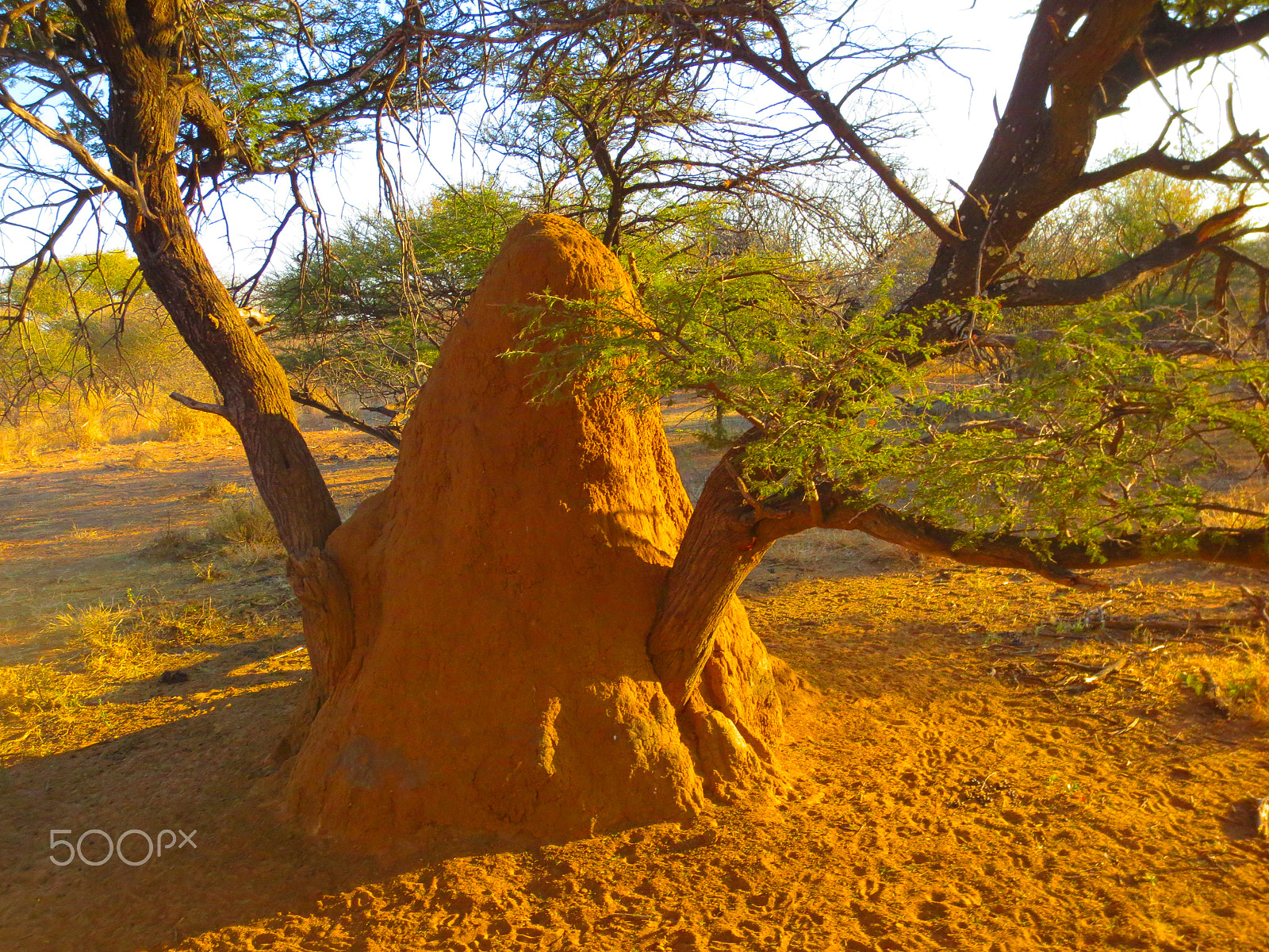 Canon PowerShot ELPH 110HS (PowerShot IXUS 125 HS) sample photo. Termites hills photography