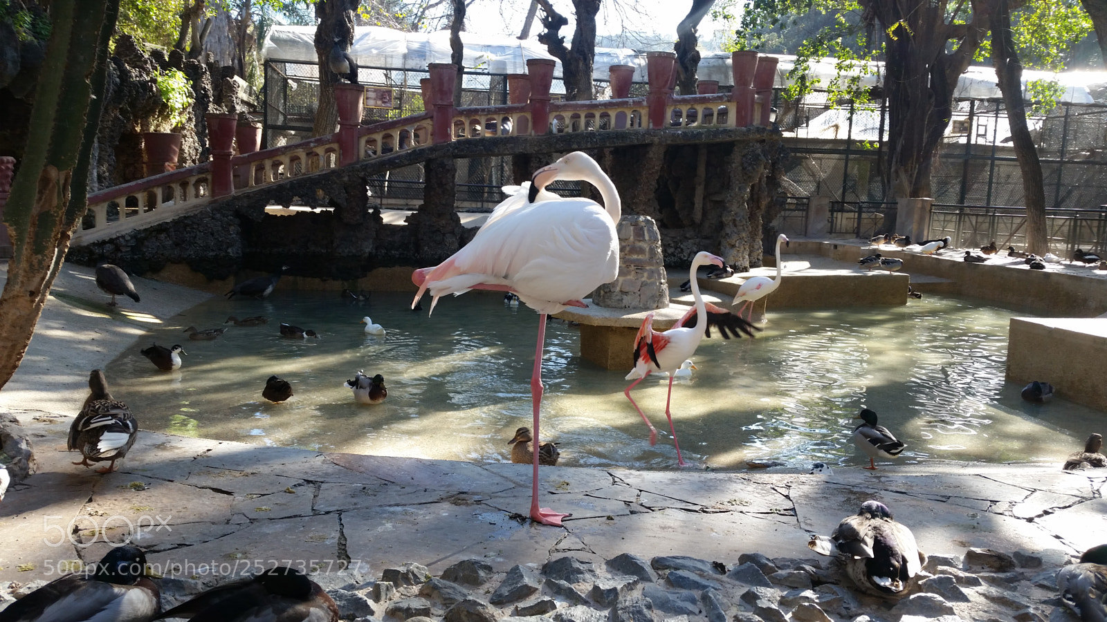Samsung Galaxy S5 sample photo. Birds photography