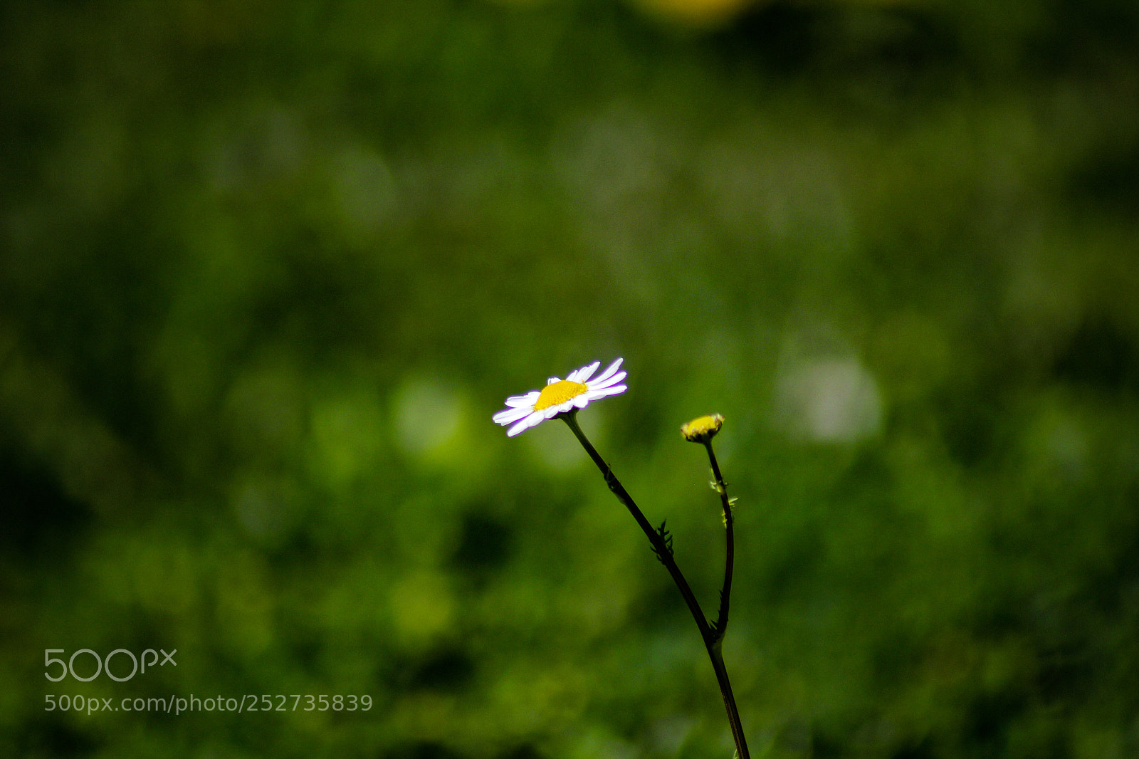 Canon EOS 60D sample photo. ...... photography