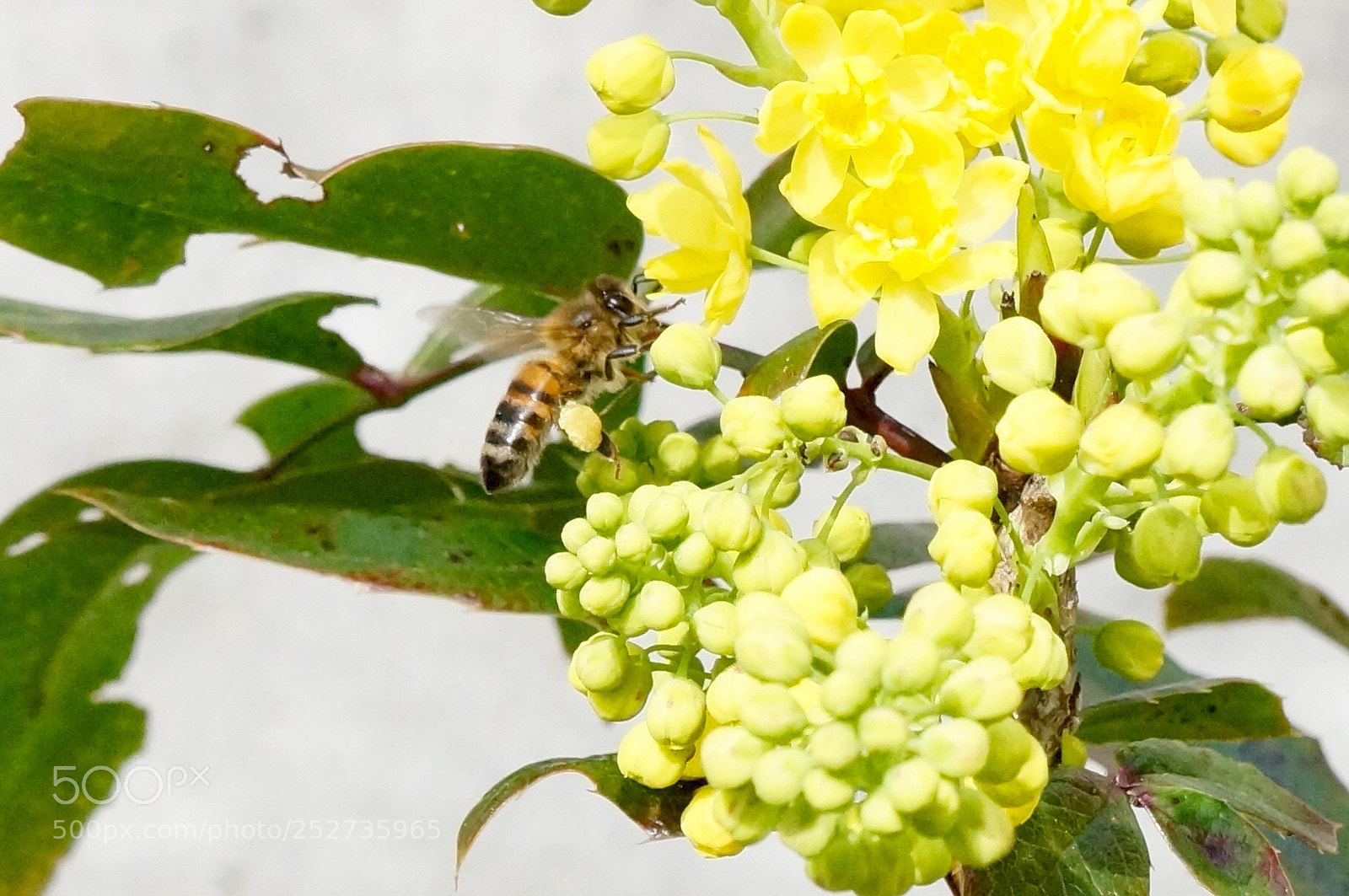 Sony Alpha NEX-5N sample photo. Bee and flowers photography