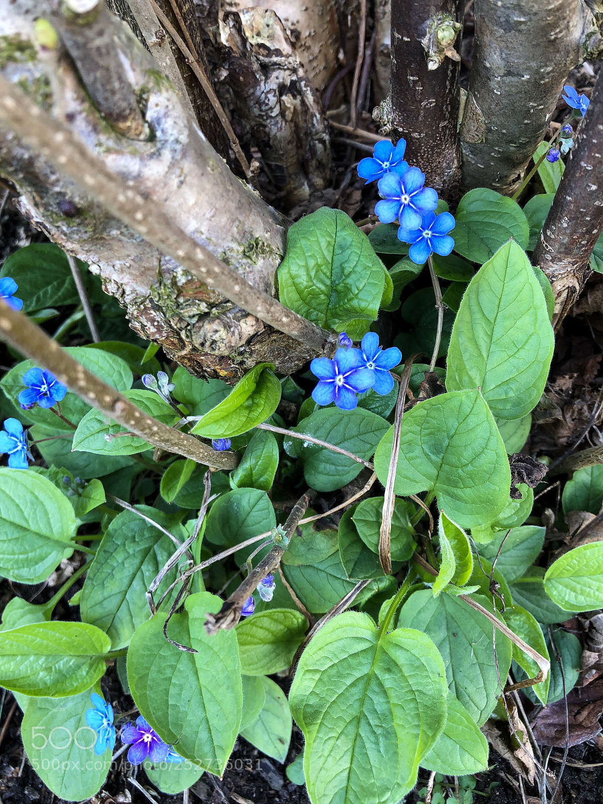 Apple iPhone X sample photo. Garden photography