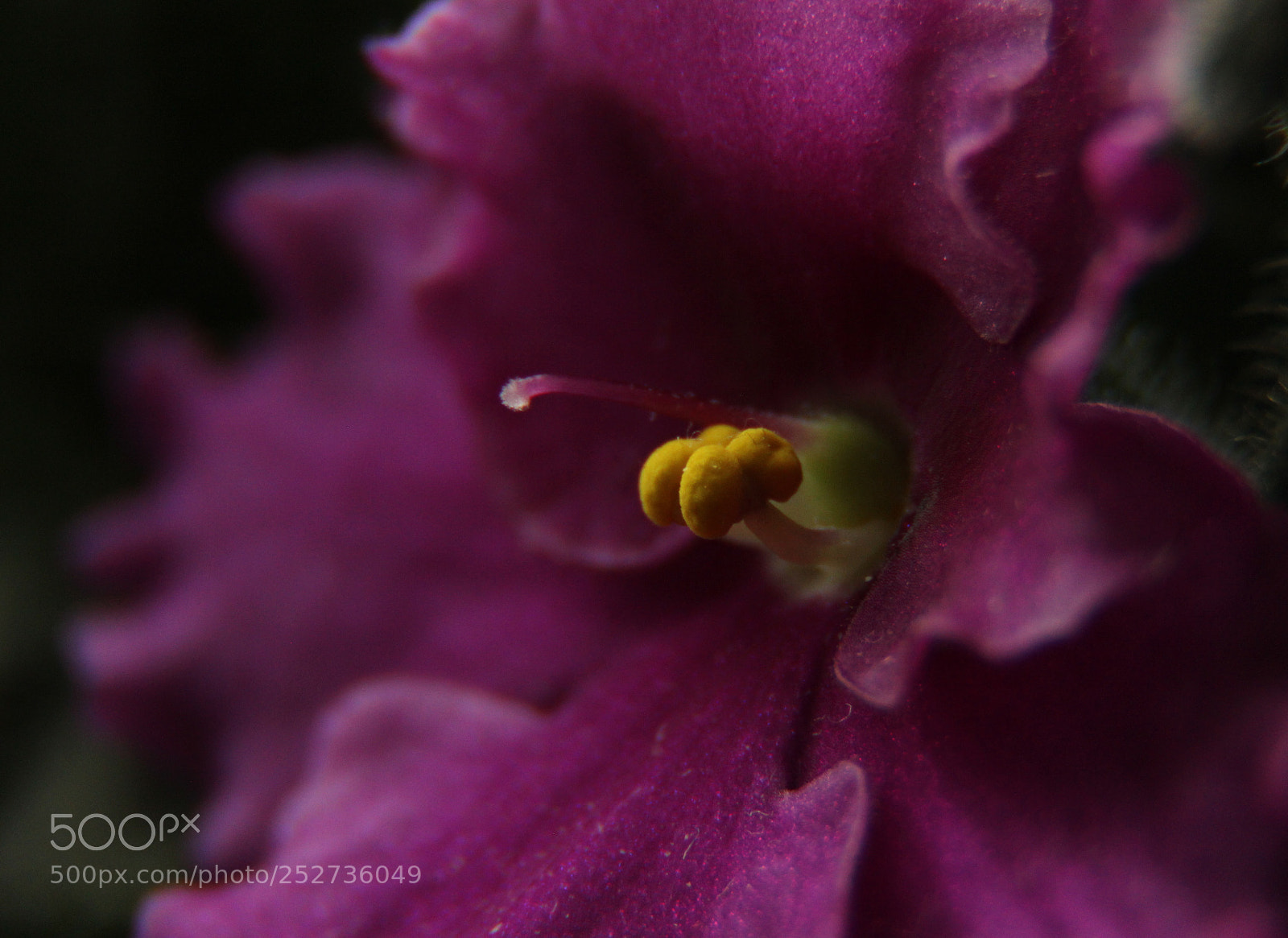 Canon EOS 600D (Rebel EOS T3i / EOS Kiss X5) sample photo. Heart of violets photography