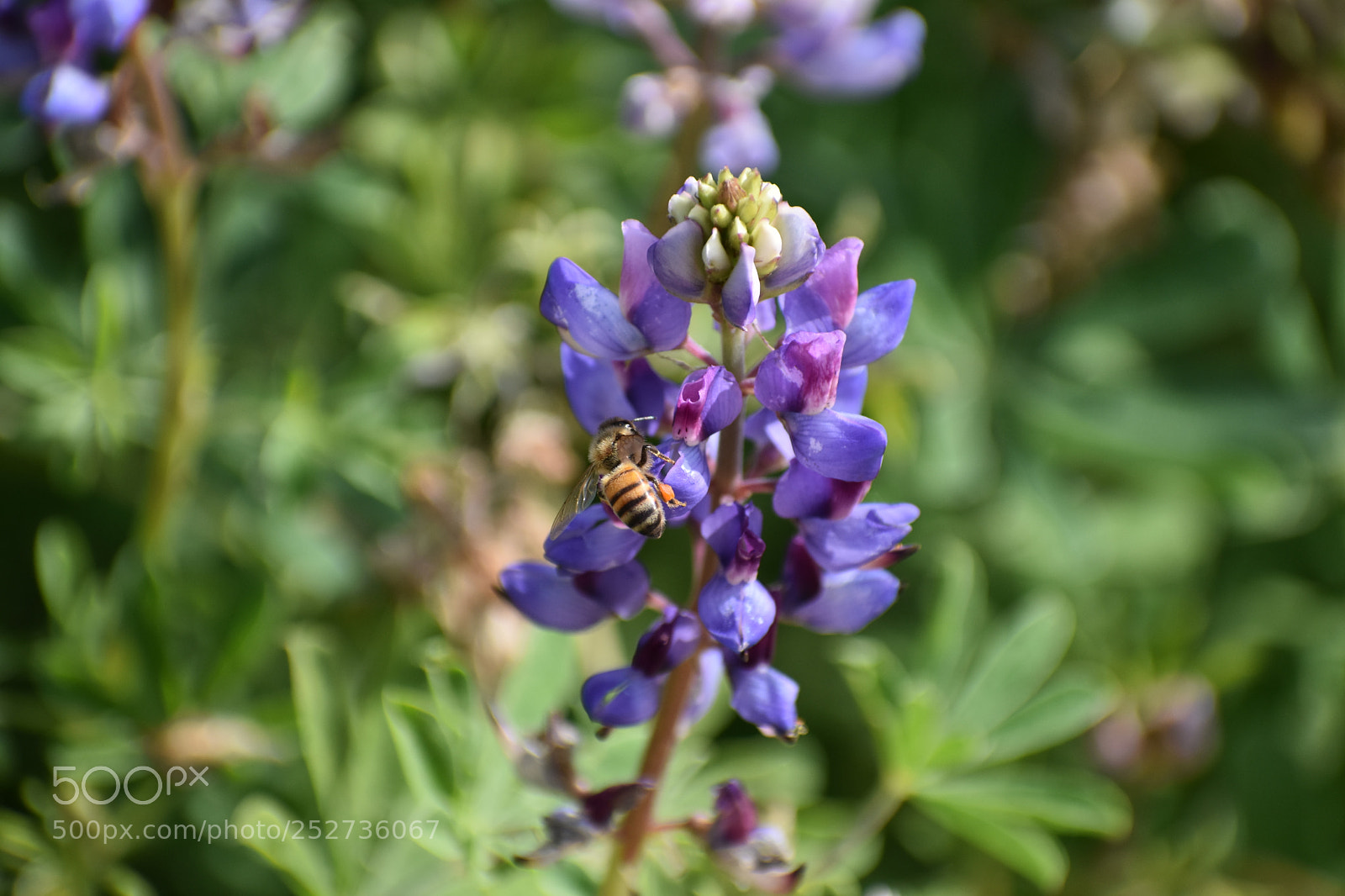 Nikon D3400 sample photo. Busy bee photography
