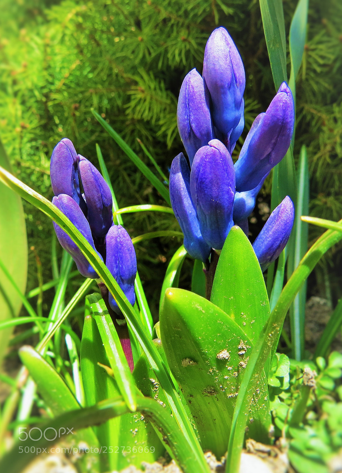 Canon PowerShot SX50 HS sample photo. Spring in the garden photography