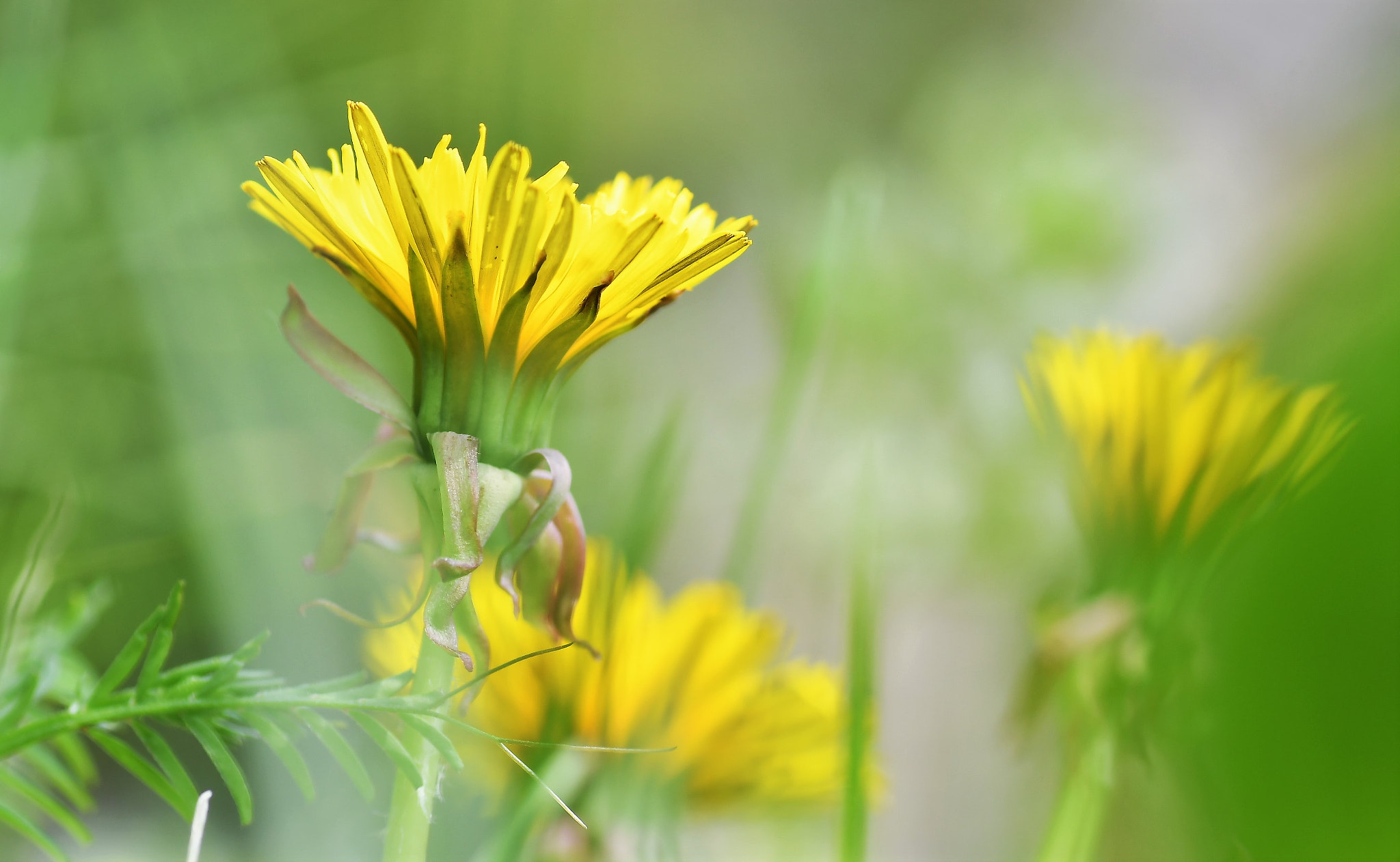 Nikon D500 sample photo. Pissenlit photography