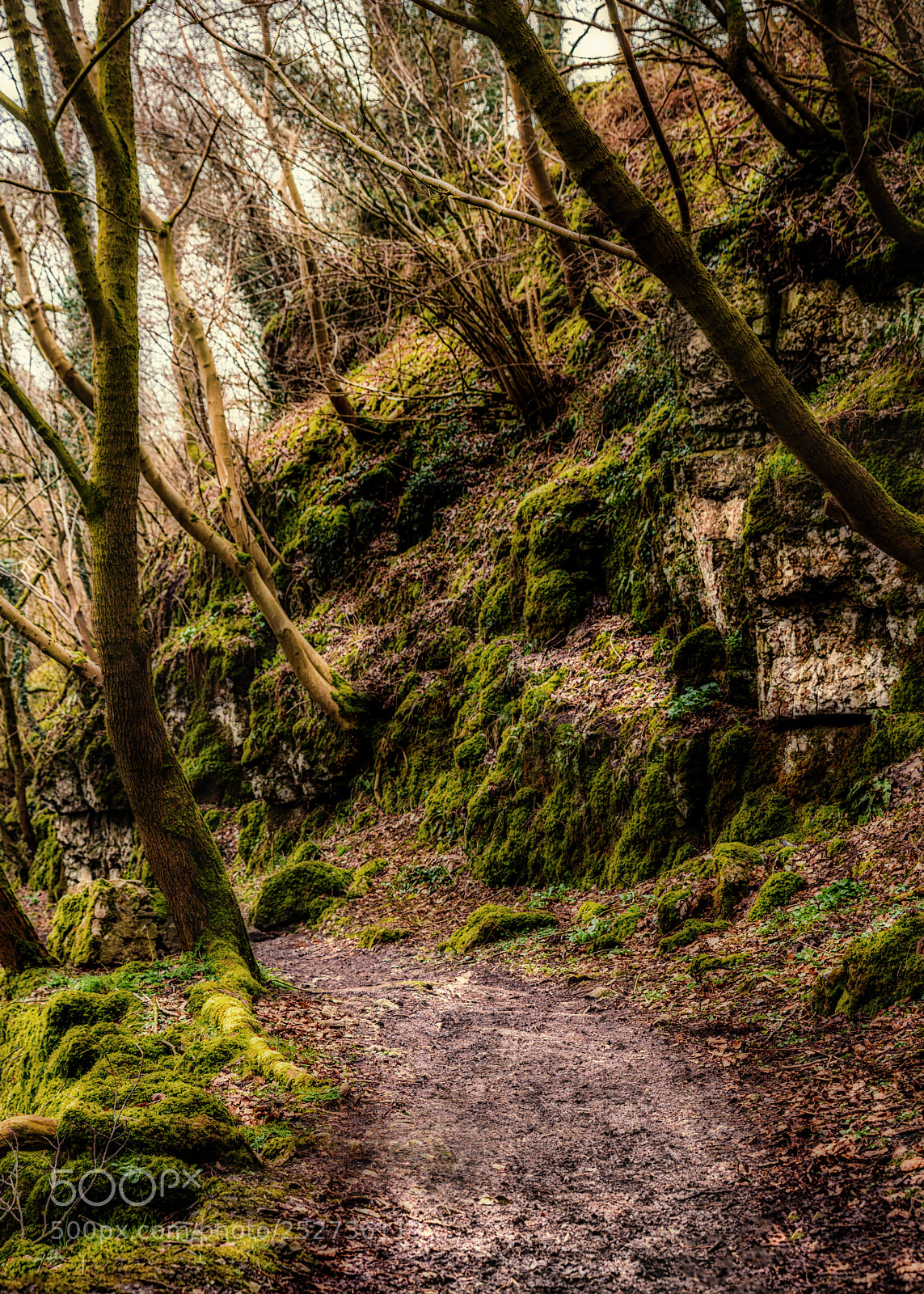 Nikon D810 sample photo. A muddy path photography