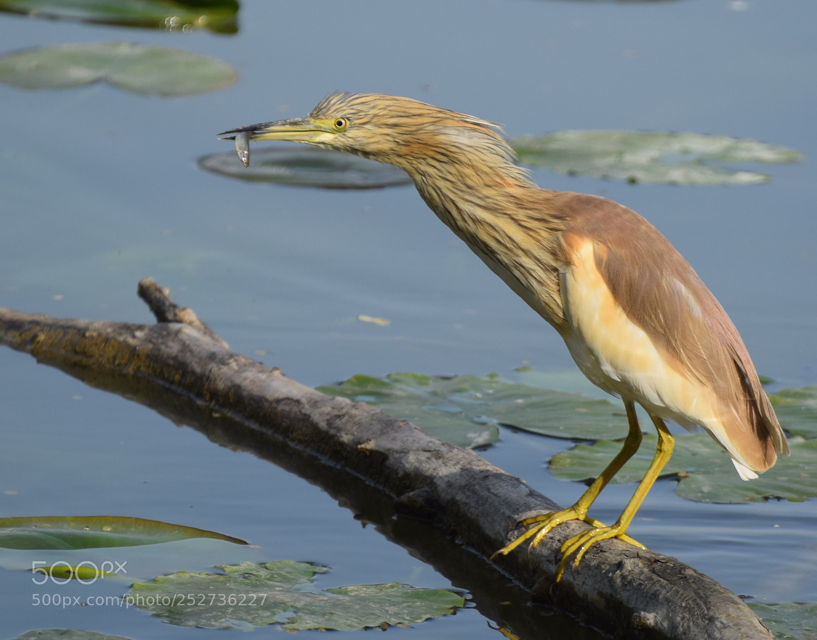Nikon D3300 sample photo. Squacco heron at lunch photography