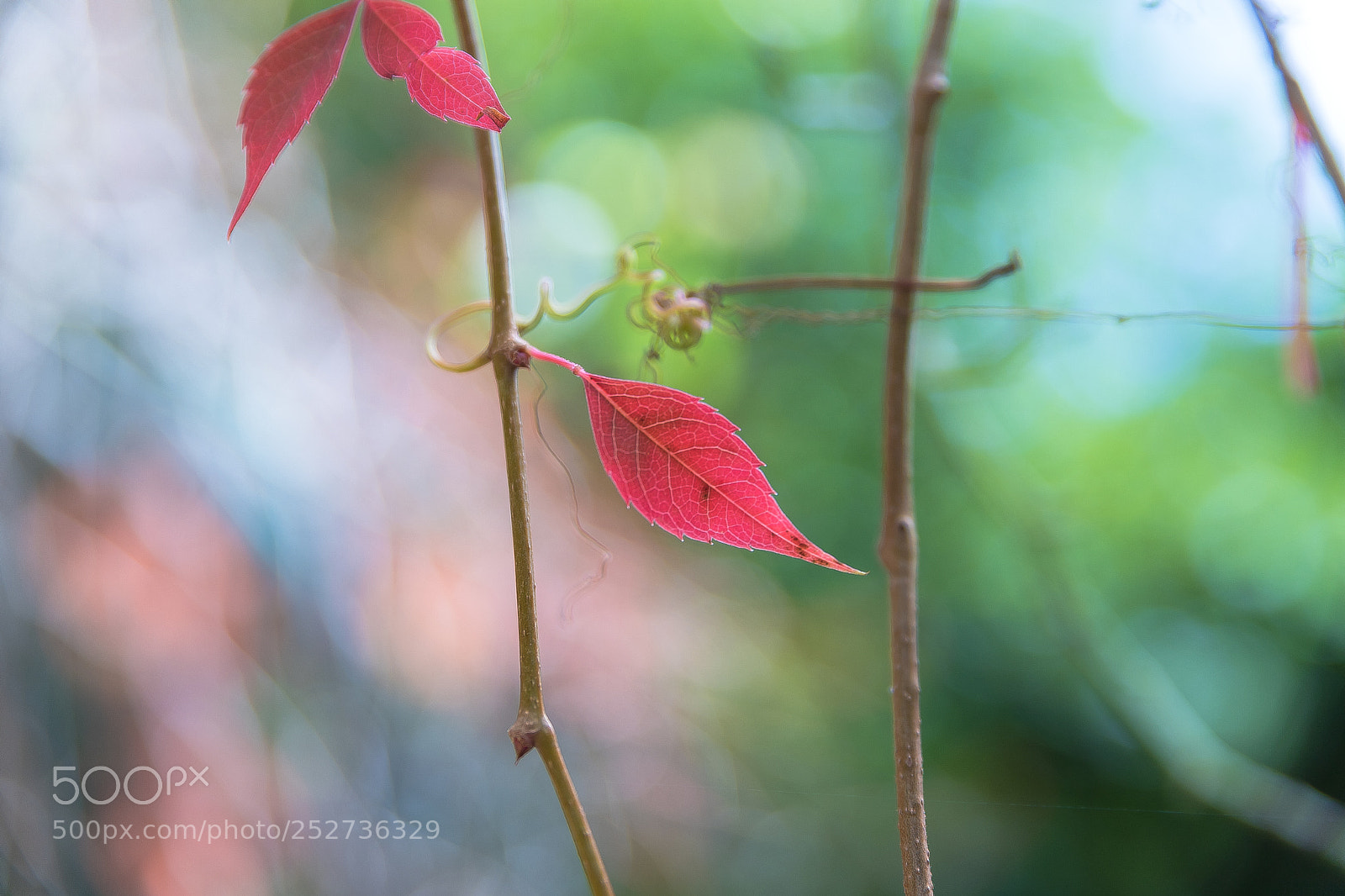 Canon EOS 6D Mark II sample photo. Red photography