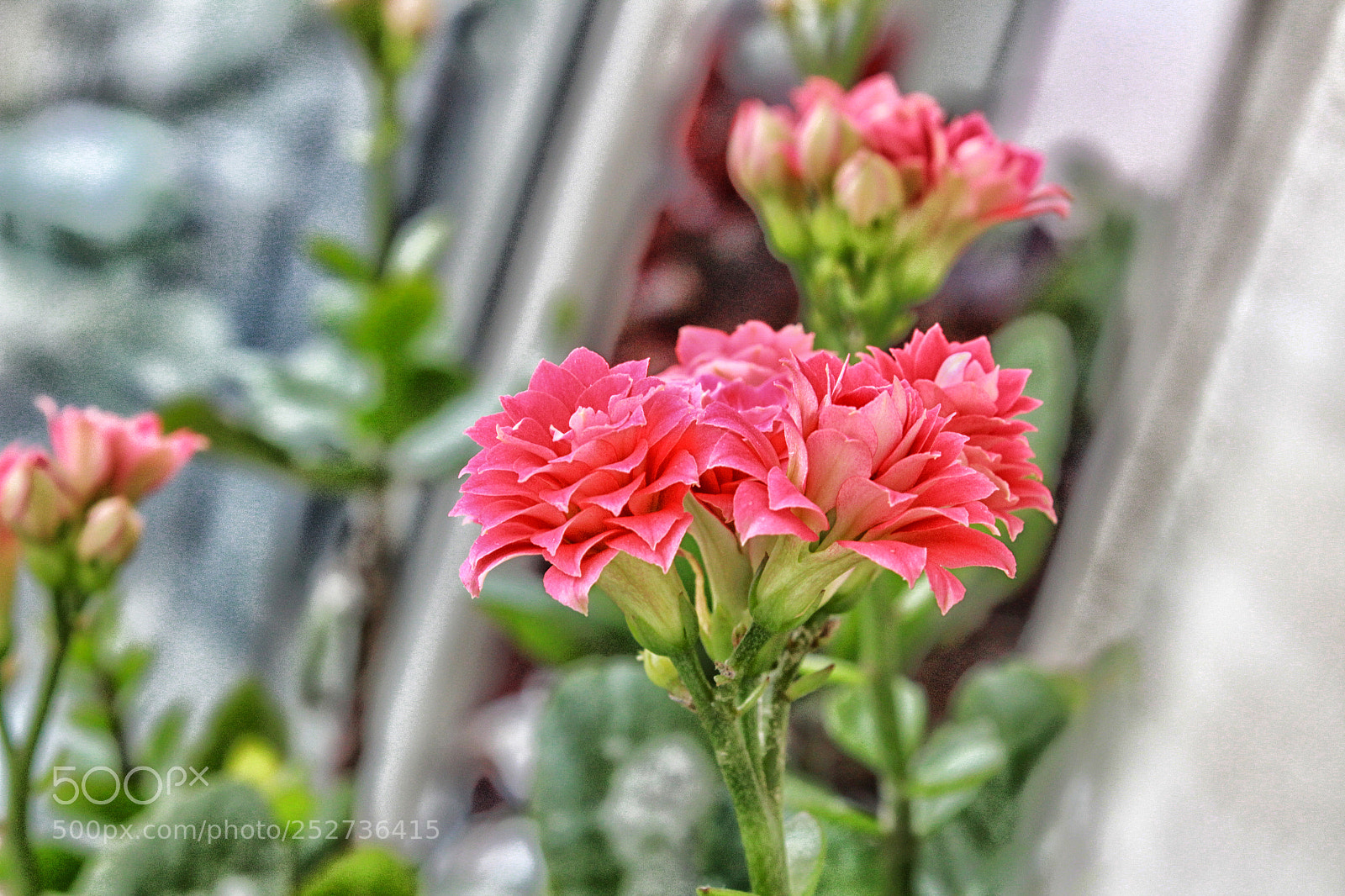 Canon EOS 1300D (EOS Rebel T6 / EOS Kiss X80) sample photo. Kalanchoe photography