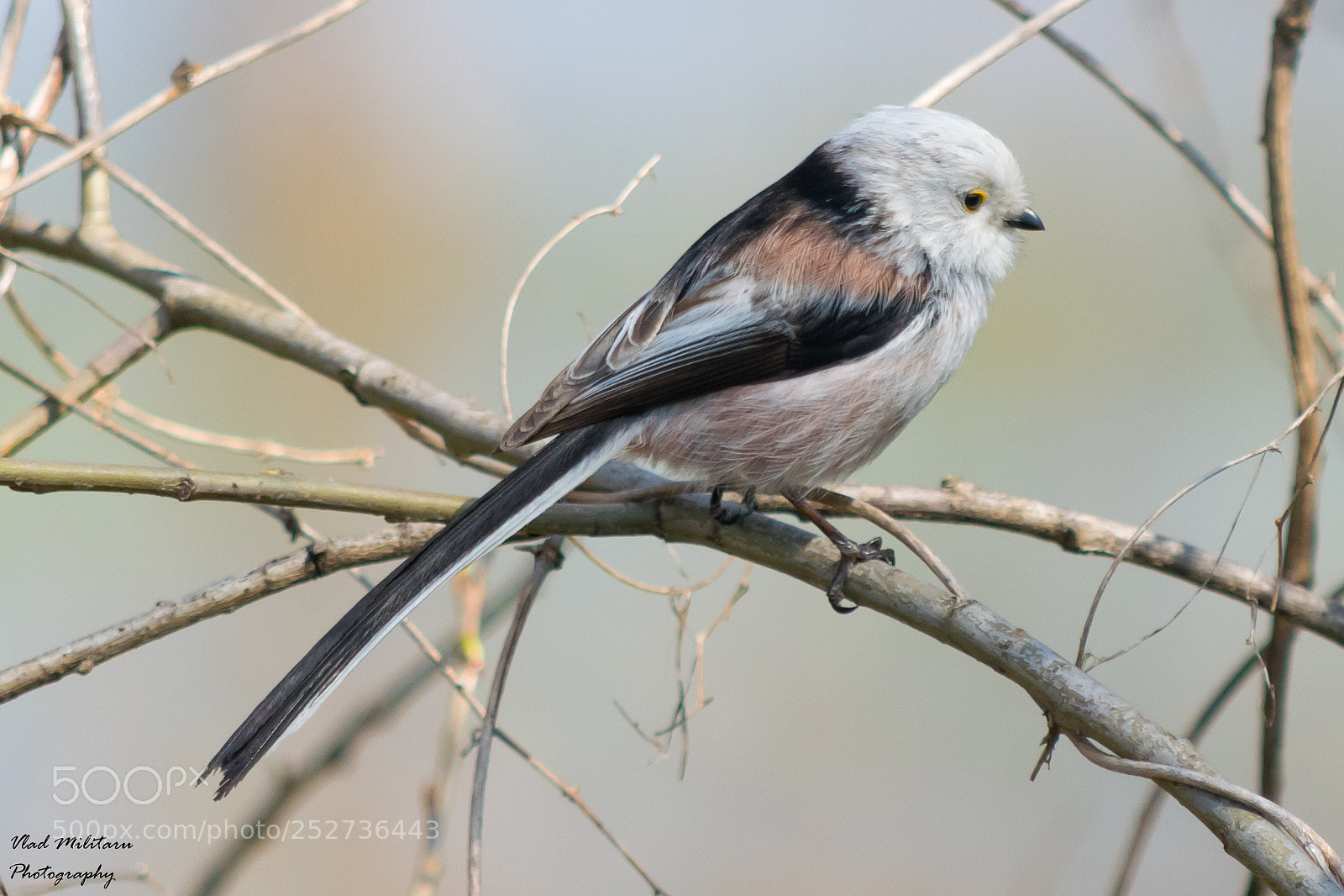 Nikon D5300 sample photo. The long-tailed tit or photography