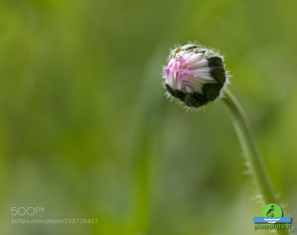 Canon EOS 70D sample photo. Shy spring photography