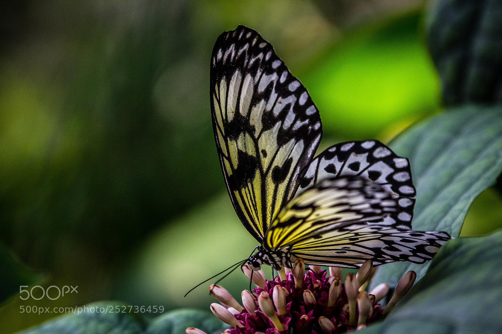 Canon EOS 60D sample photo. Paper kite photography
