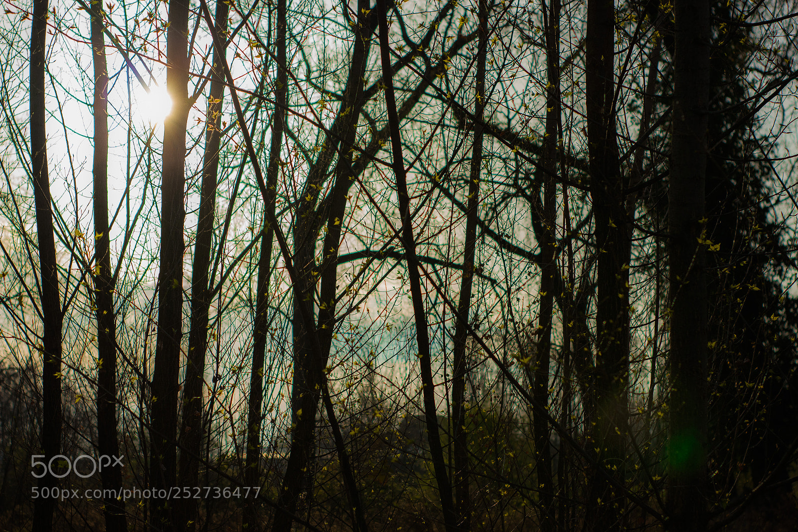 Canon EOS 600D (Rebel EOS T3i / EOS Kiss X5) sample photo. Sun and trees photography