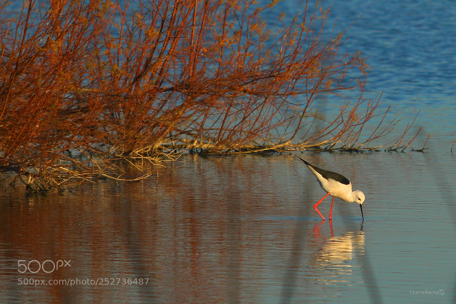 Canon EOS 70D sample photo. Stilt photography