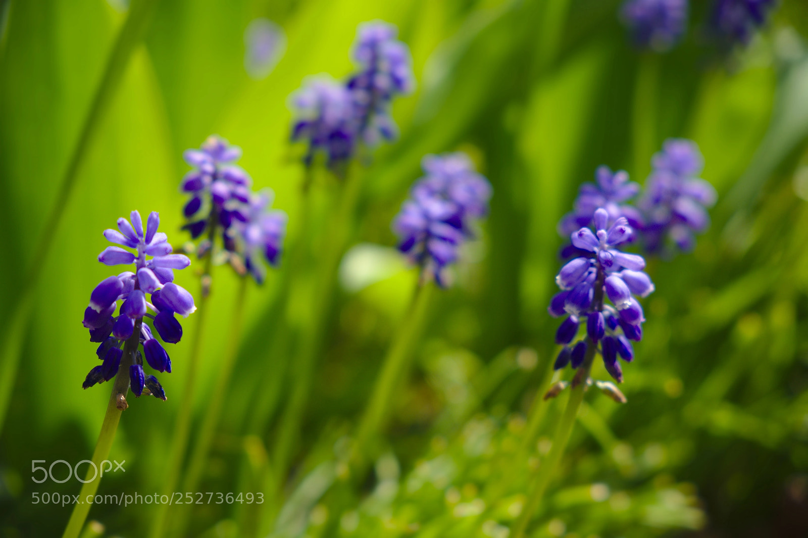 Fujifilm X-T20 sample photo. Purple photography