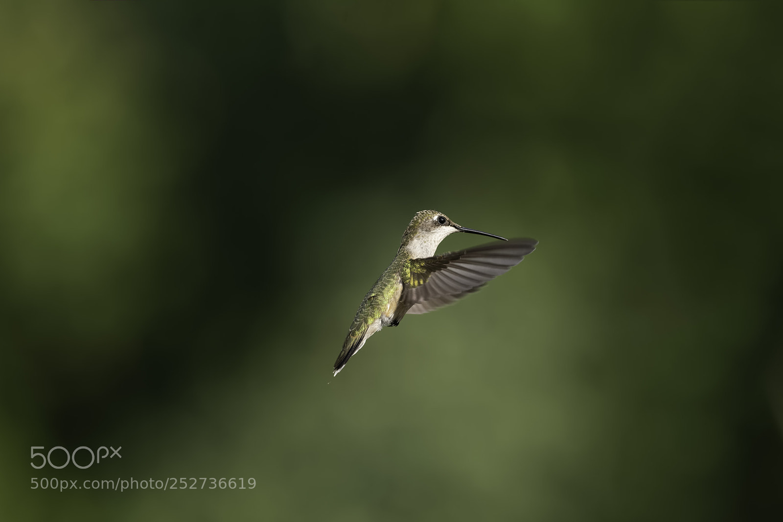 Nikon D7100 sample photo. Beautiful day for hummingbirds photography