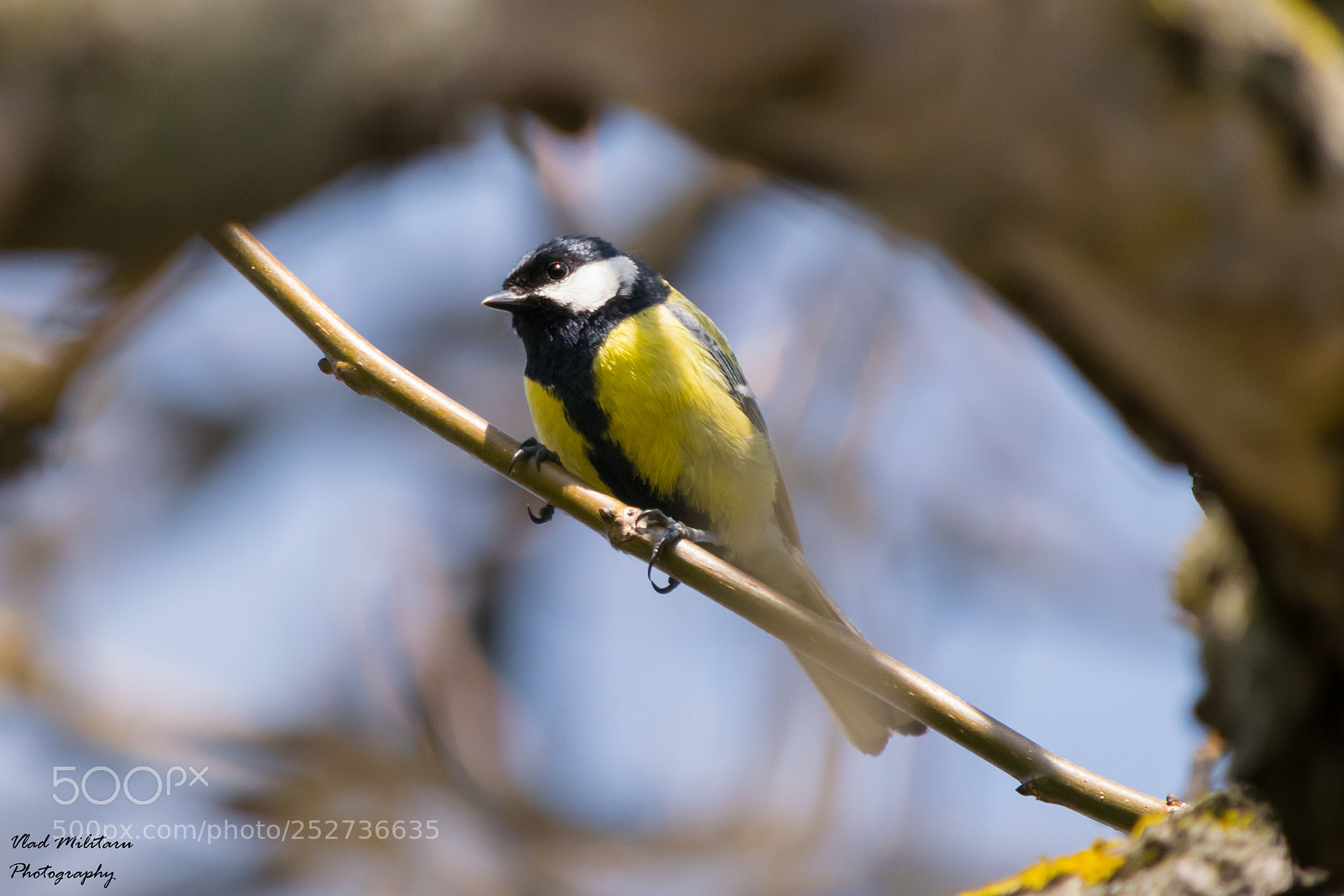 Nikon D5300 sample photo. The great tit parus photography
