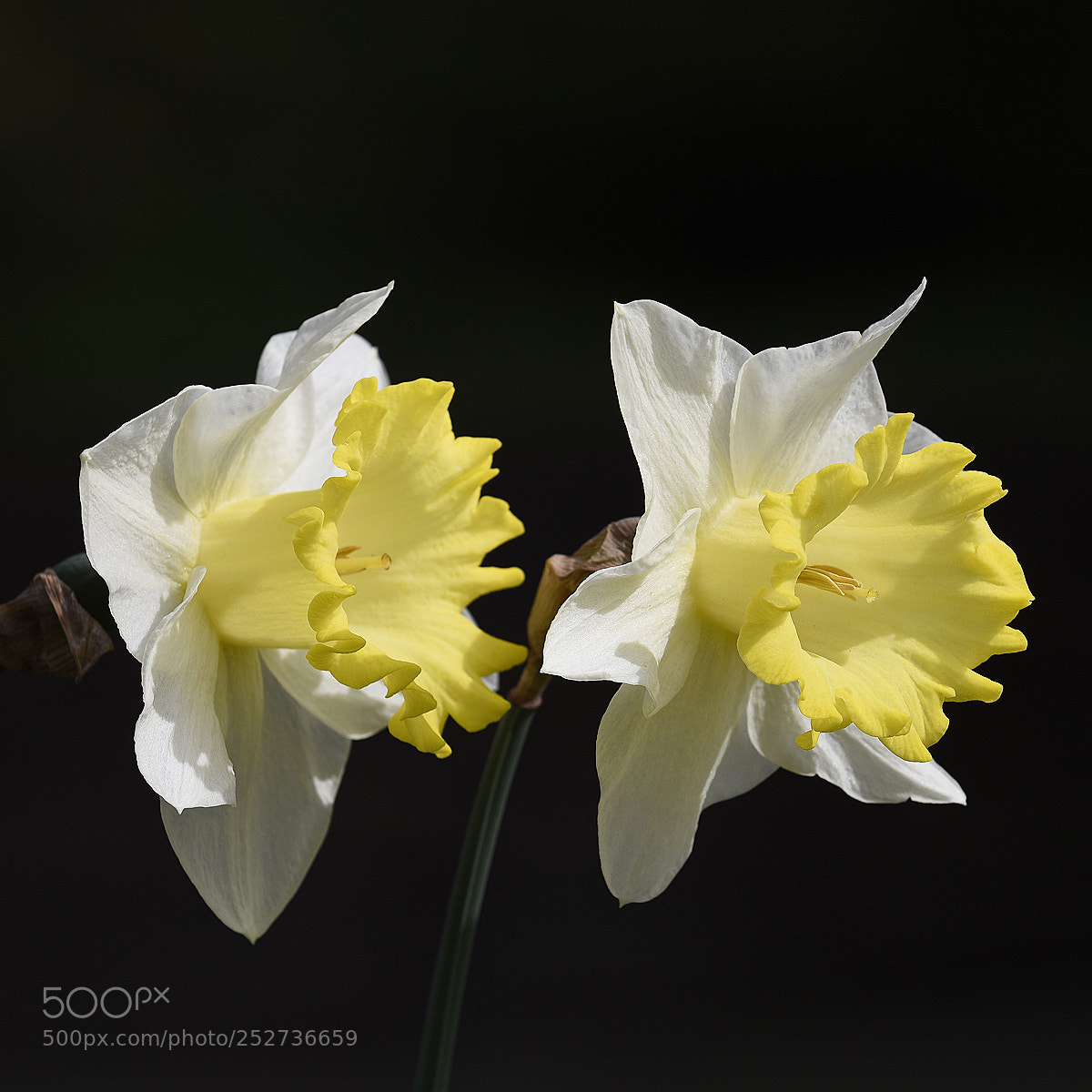 Nikon D810 sample photo. Narcisi photography