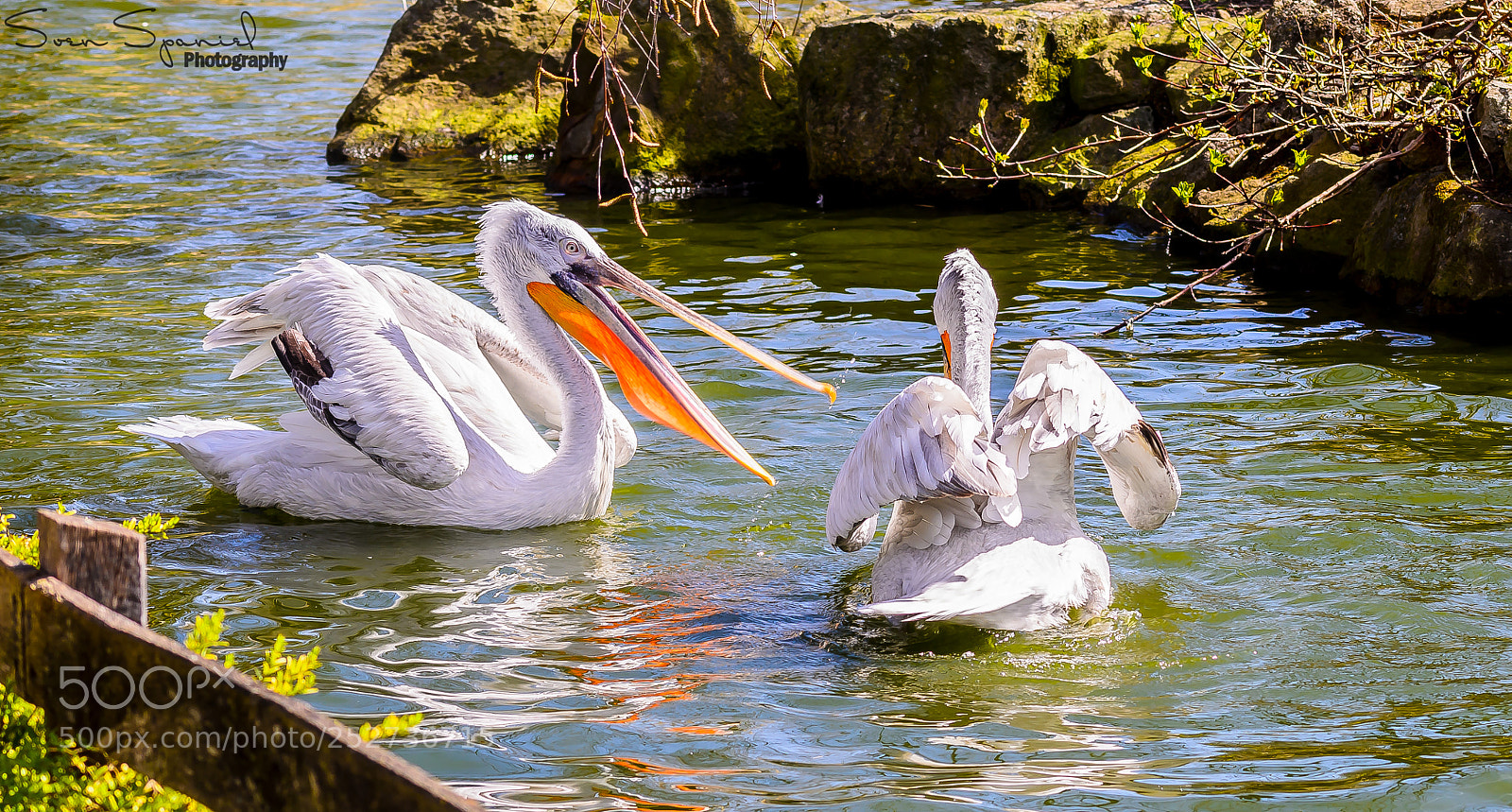 Nikon D7000 sample photo. Pelikane - zoo muenster photography