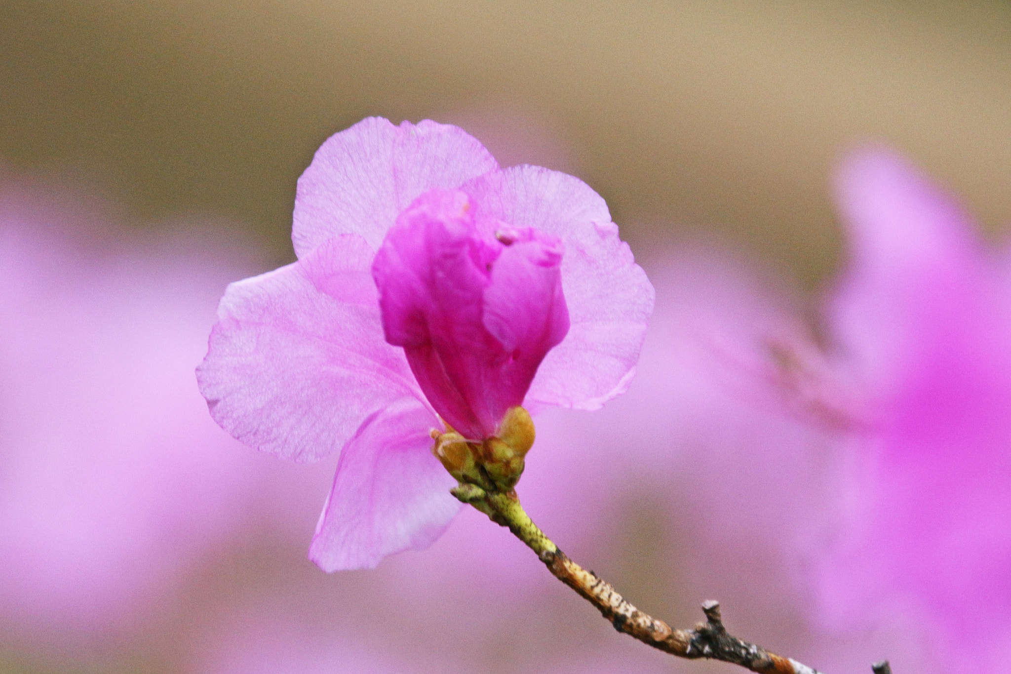 Canon EOS 650D (EOS Rebel T4i / EOS Kiss X6i) sample photo. Img photography