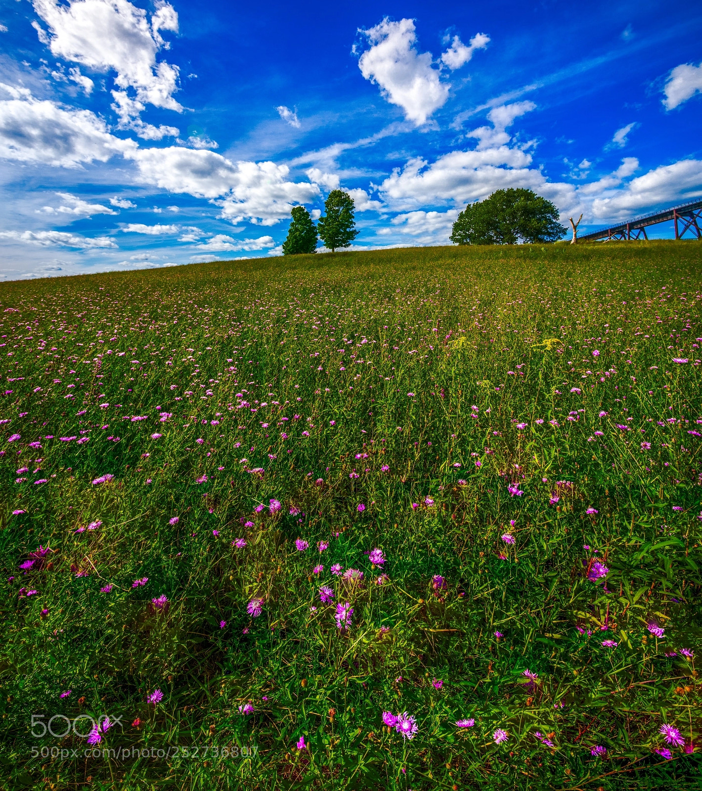 Sony a7 sample photo. Corn flower hill photography