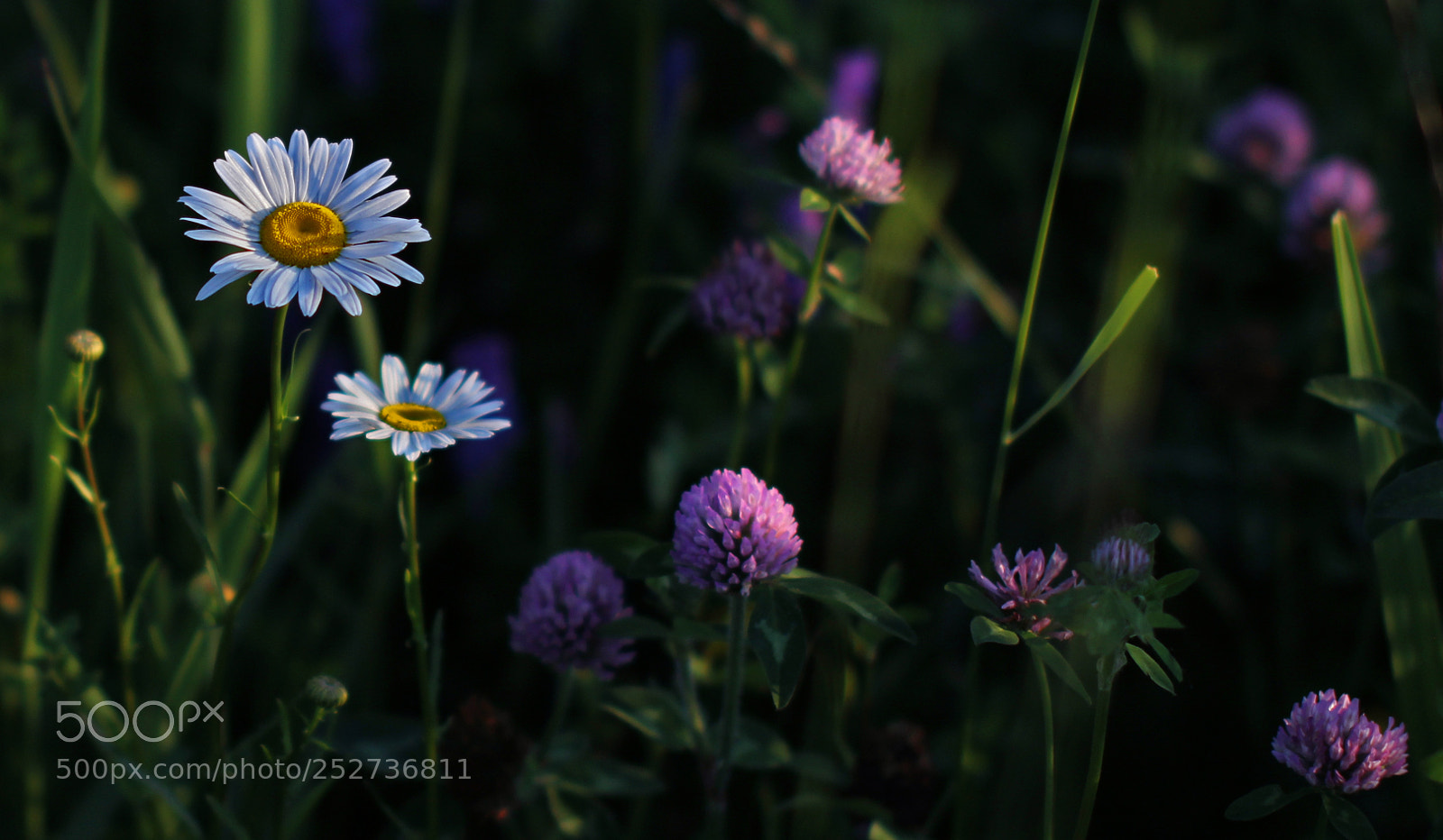 Canon EOS 60D sample photo. K () photography