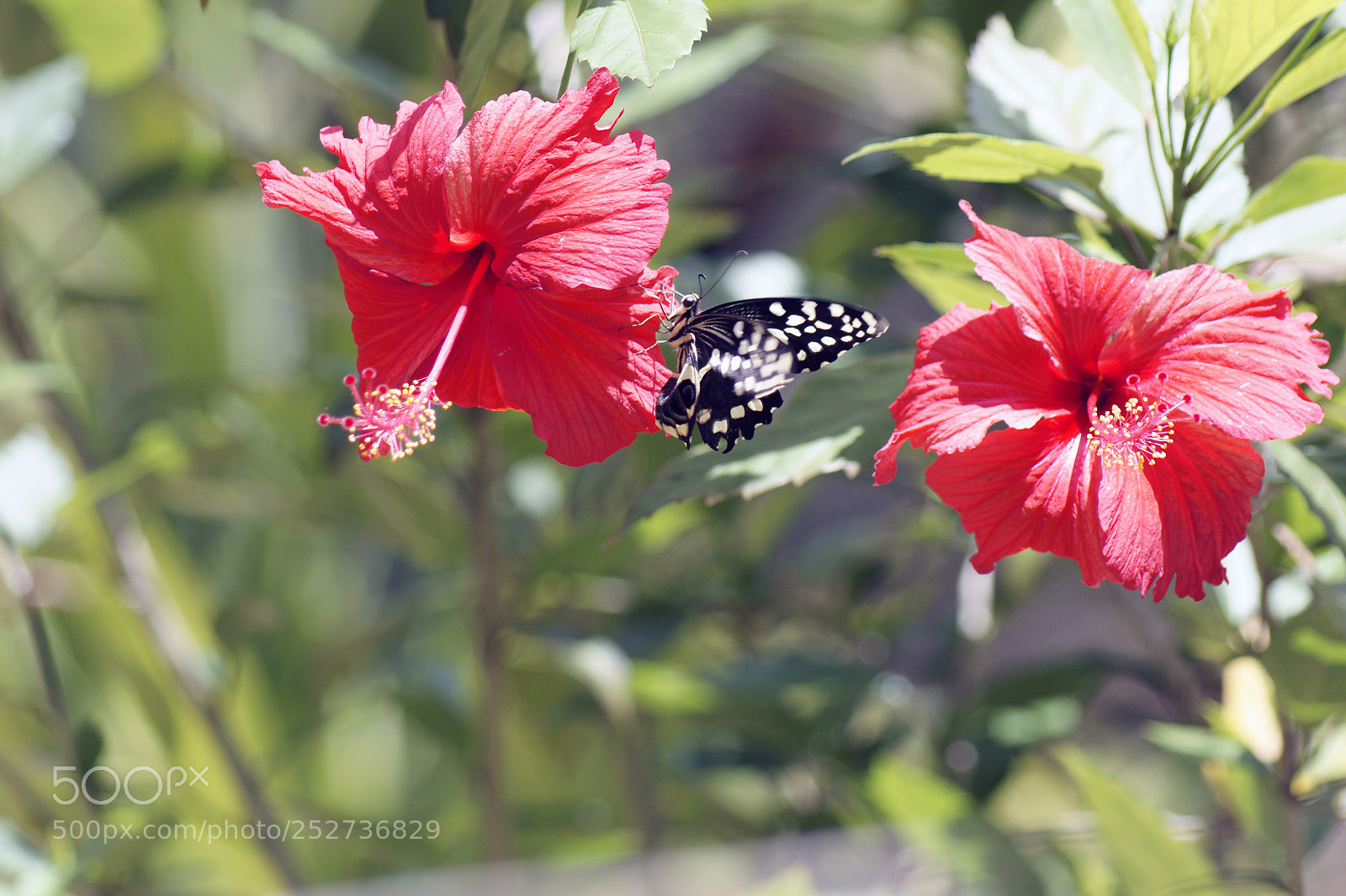 Sony Alpha DSLR-A700 sample photo. Blüten photography