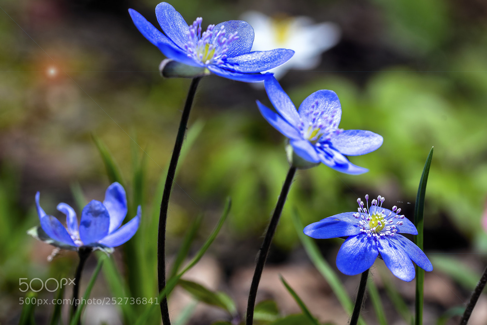 Nikon D500 sample photo. Spring flowers photography