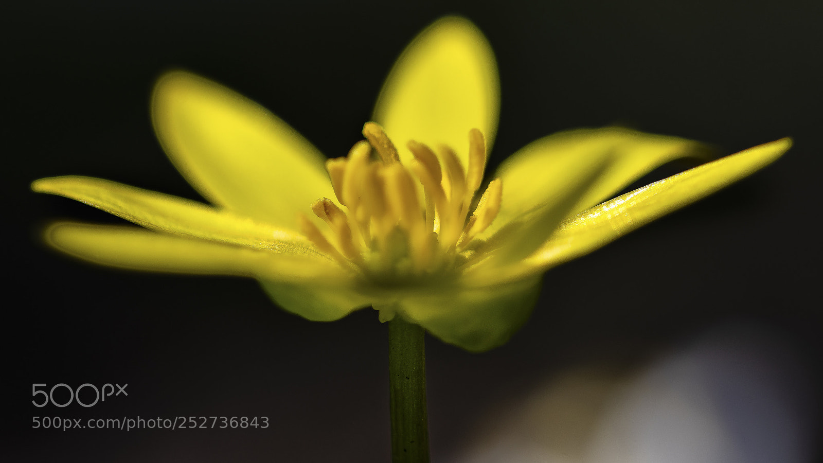 Nikon D500 sample photo. Yellow flower photography