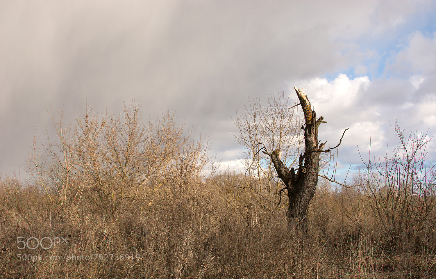 Nikon D7100 sample photo. Разителен контраст весны... photography