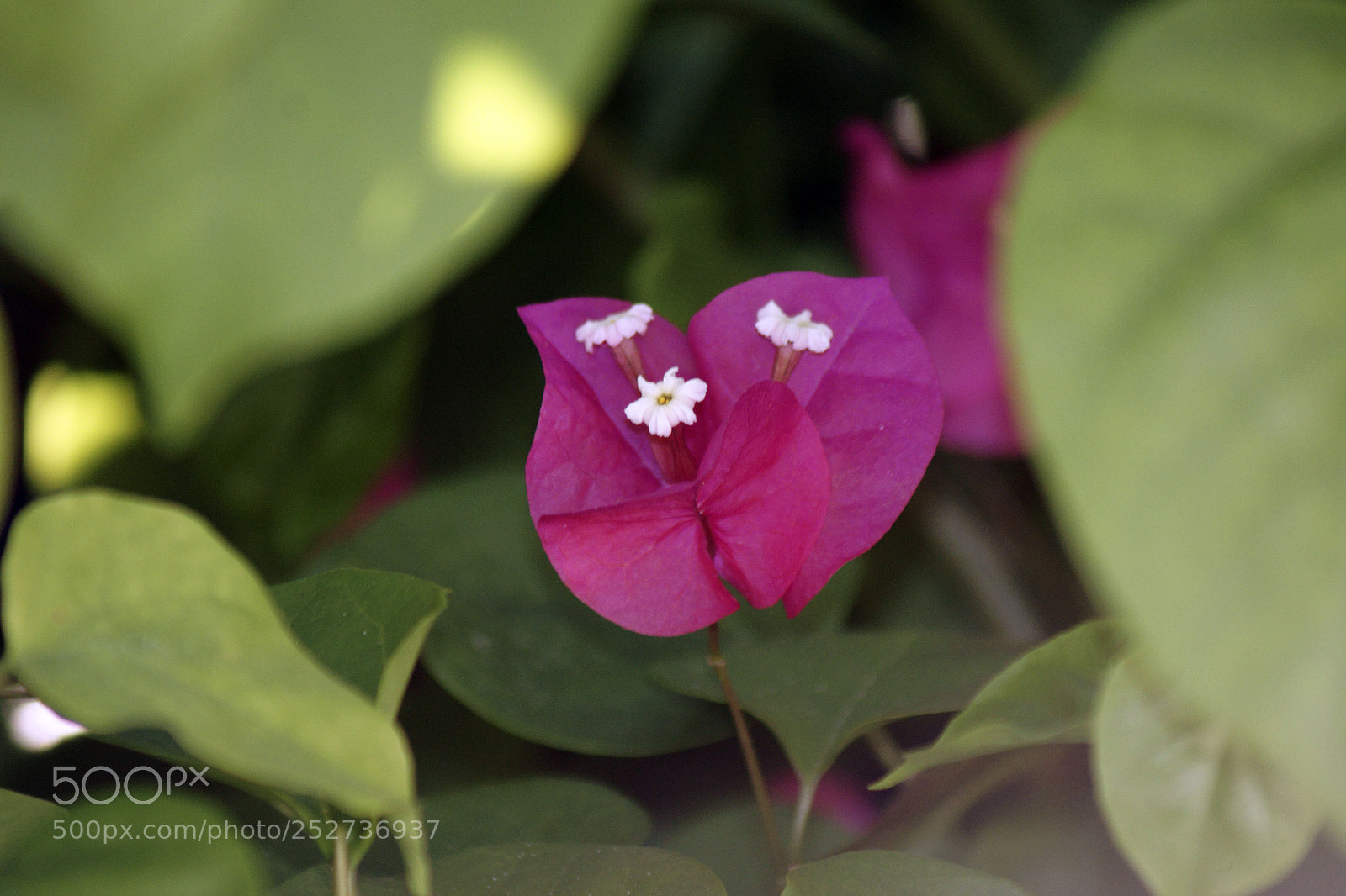 Sony Alpha DSLR-A700 sample photo. Blüten photography