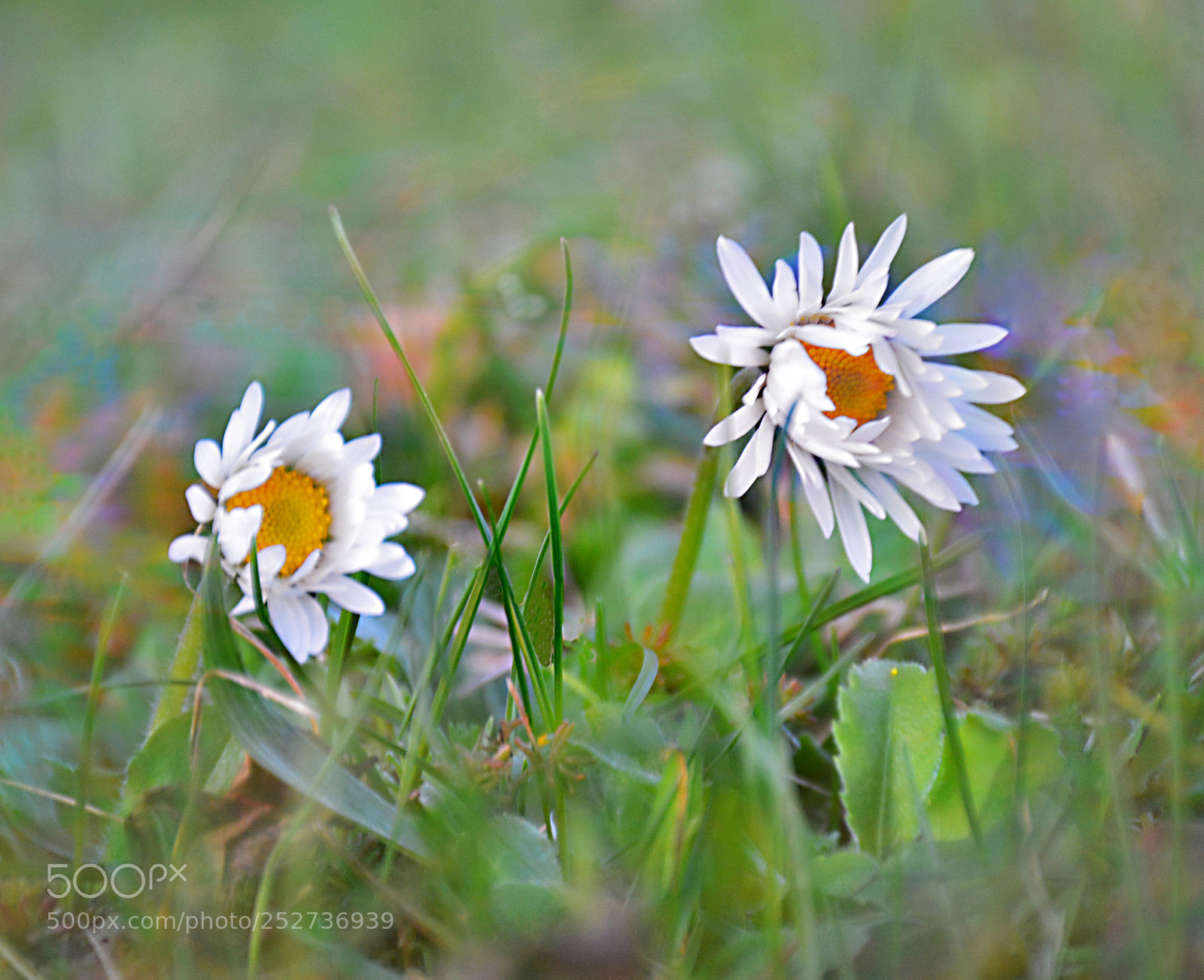 Nikon D5200 sample photo. Little meadow flowers photography