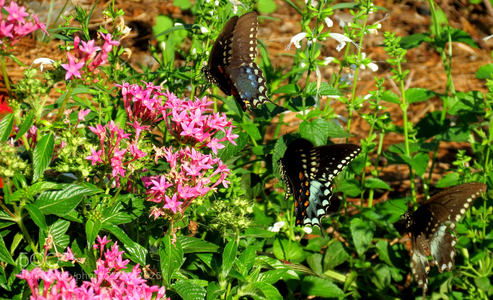 Canon PowerShot SX40 HS sample photo. Feeding line photography