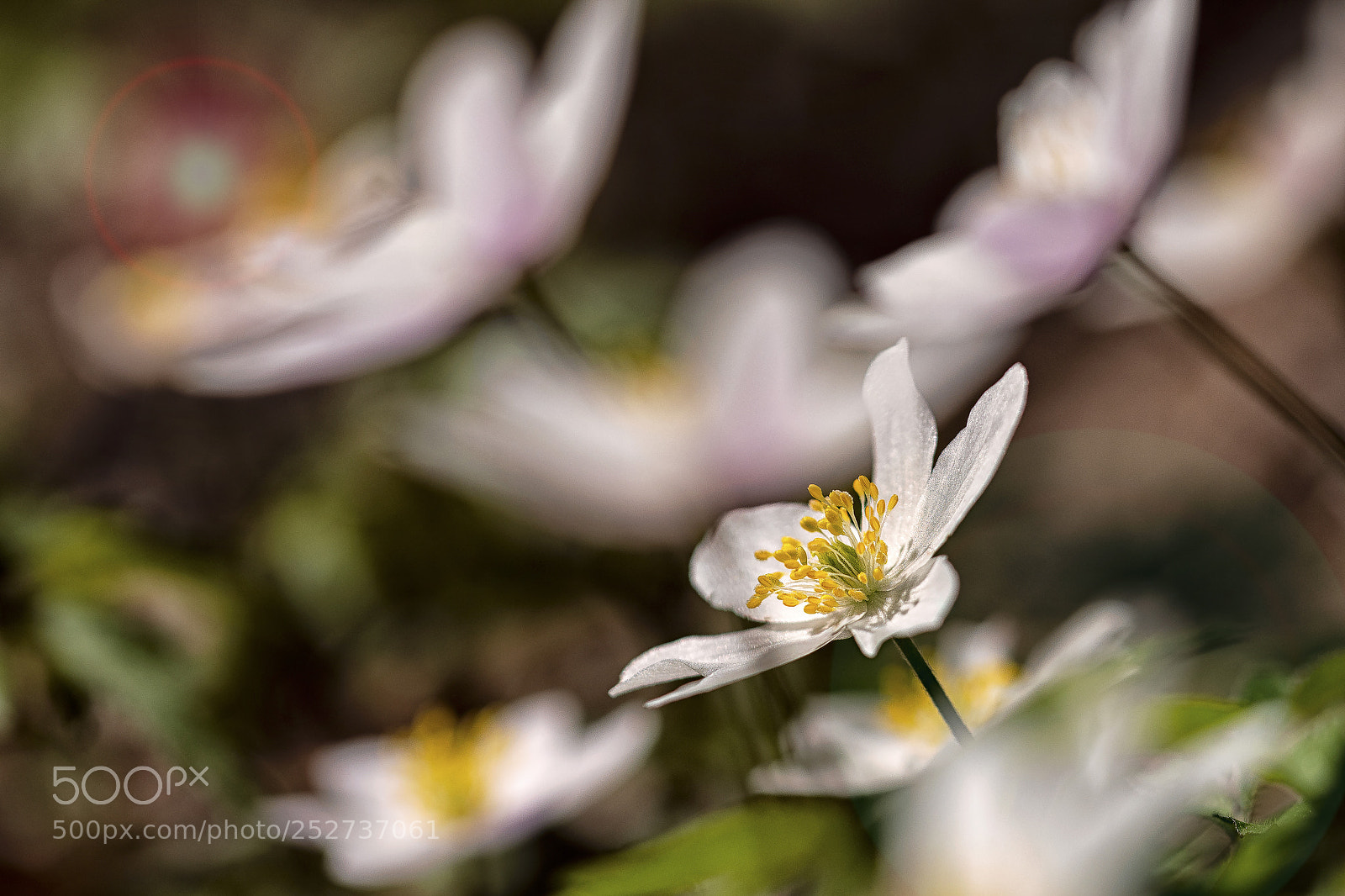 Nikon D500 sample photo. Spring flowers photography