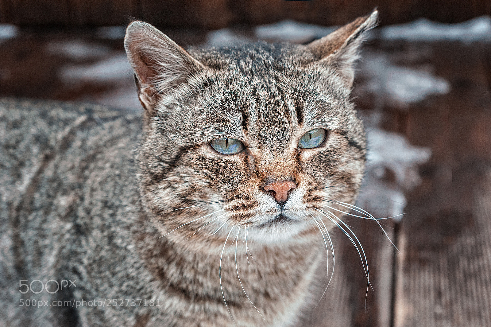 Nikon D700 sample photo. A cat photography