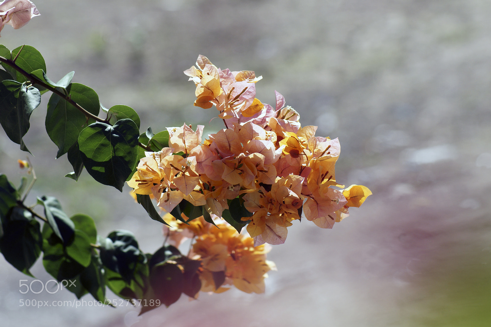 Sony Alpha DSLR-A700 sample photo. Blüten photography