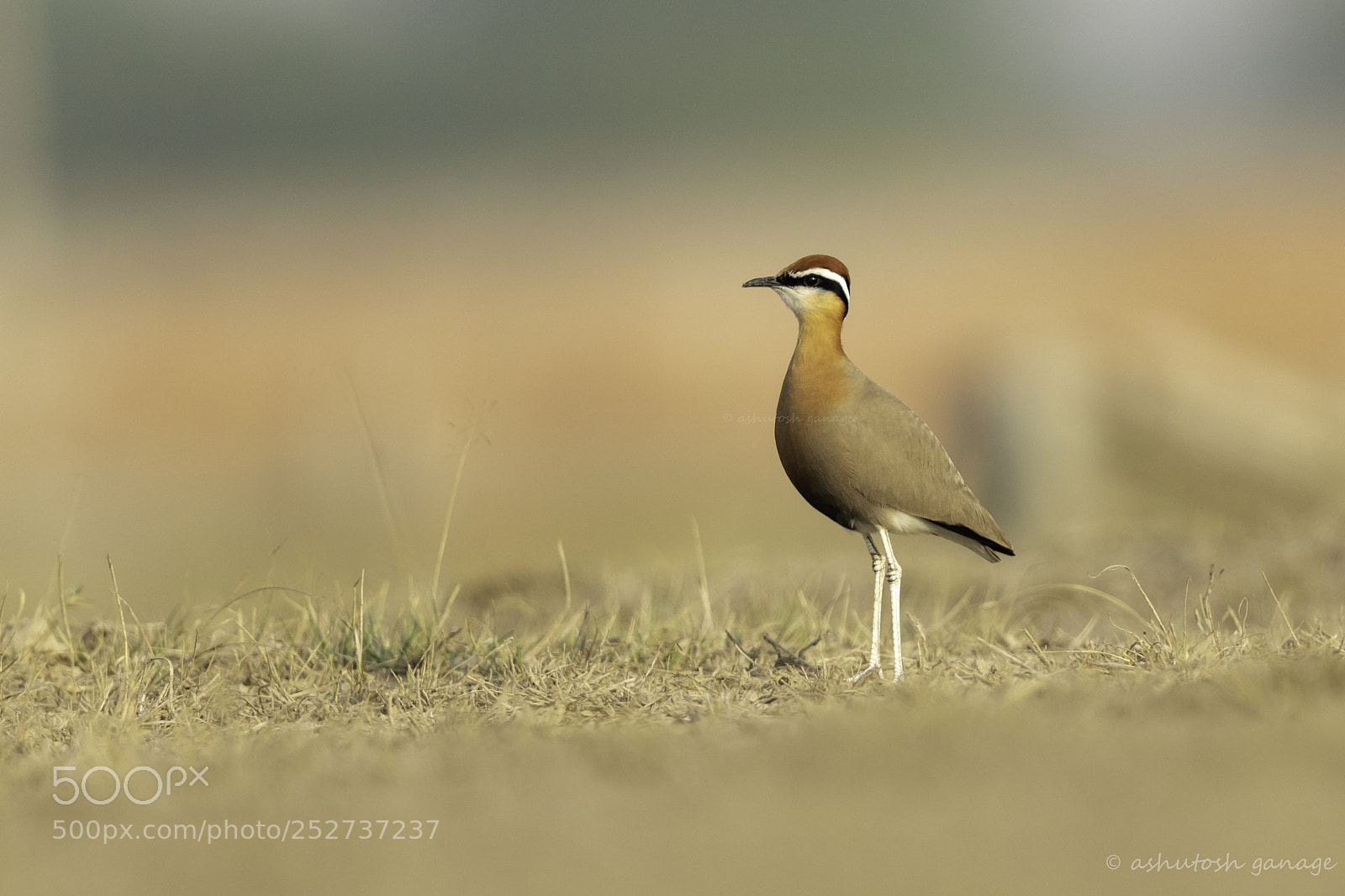Canon EOS 7D Mark II sample photo. Indian courser photography